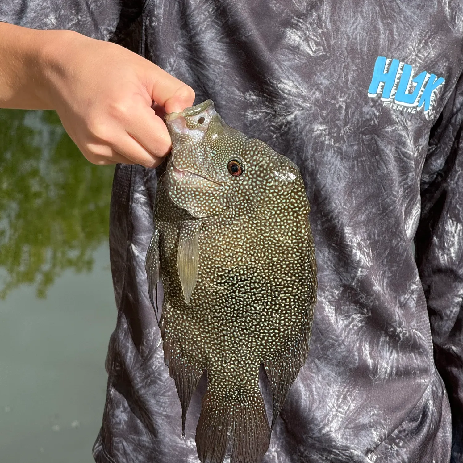 Rio Grande cichlid caught on Fishbrain