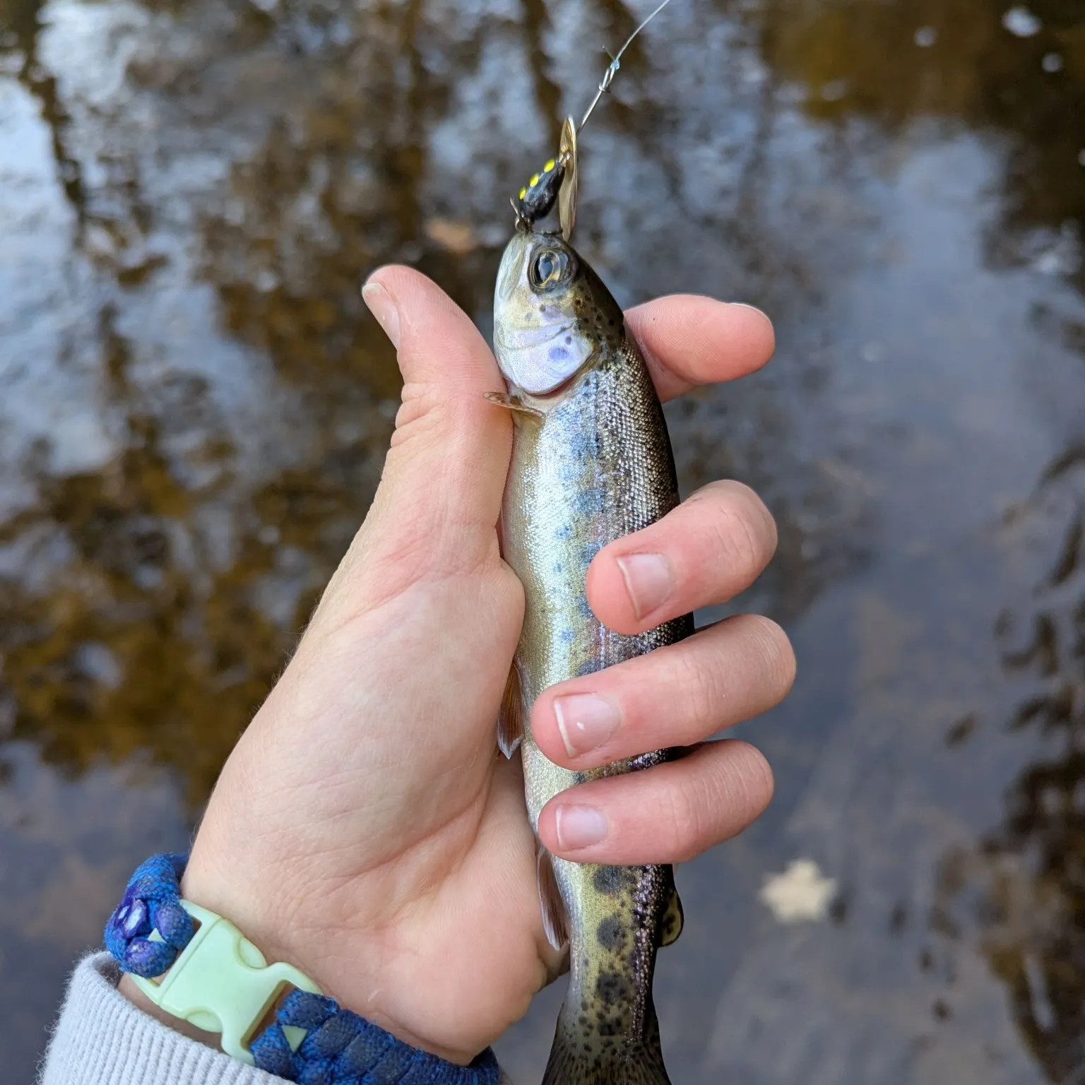 Rainbow trout caught on Fishbrain