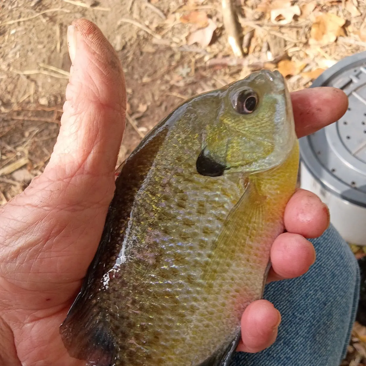 Bluegill caught on Fishbrain