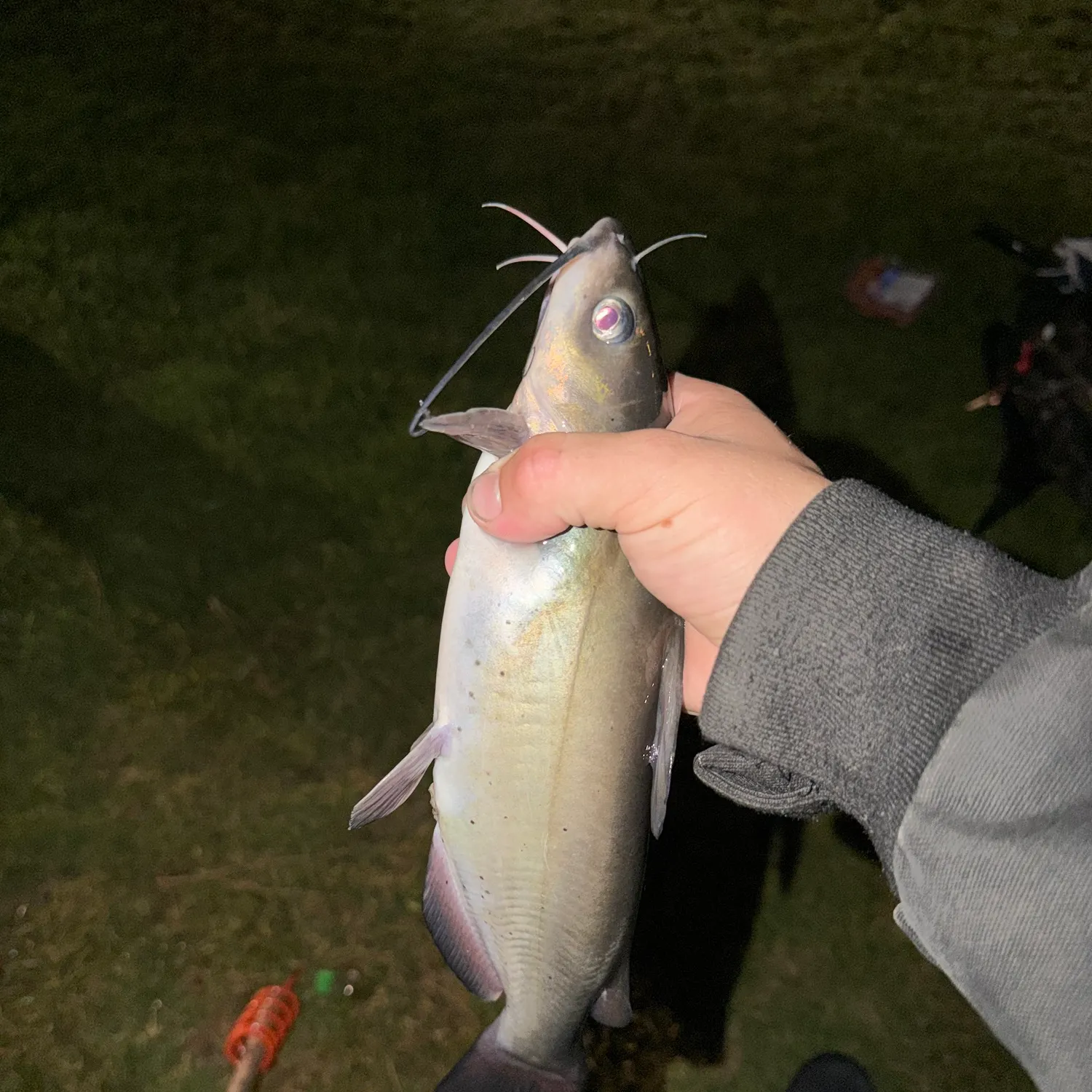 Channel catfish caught on Fishbrain