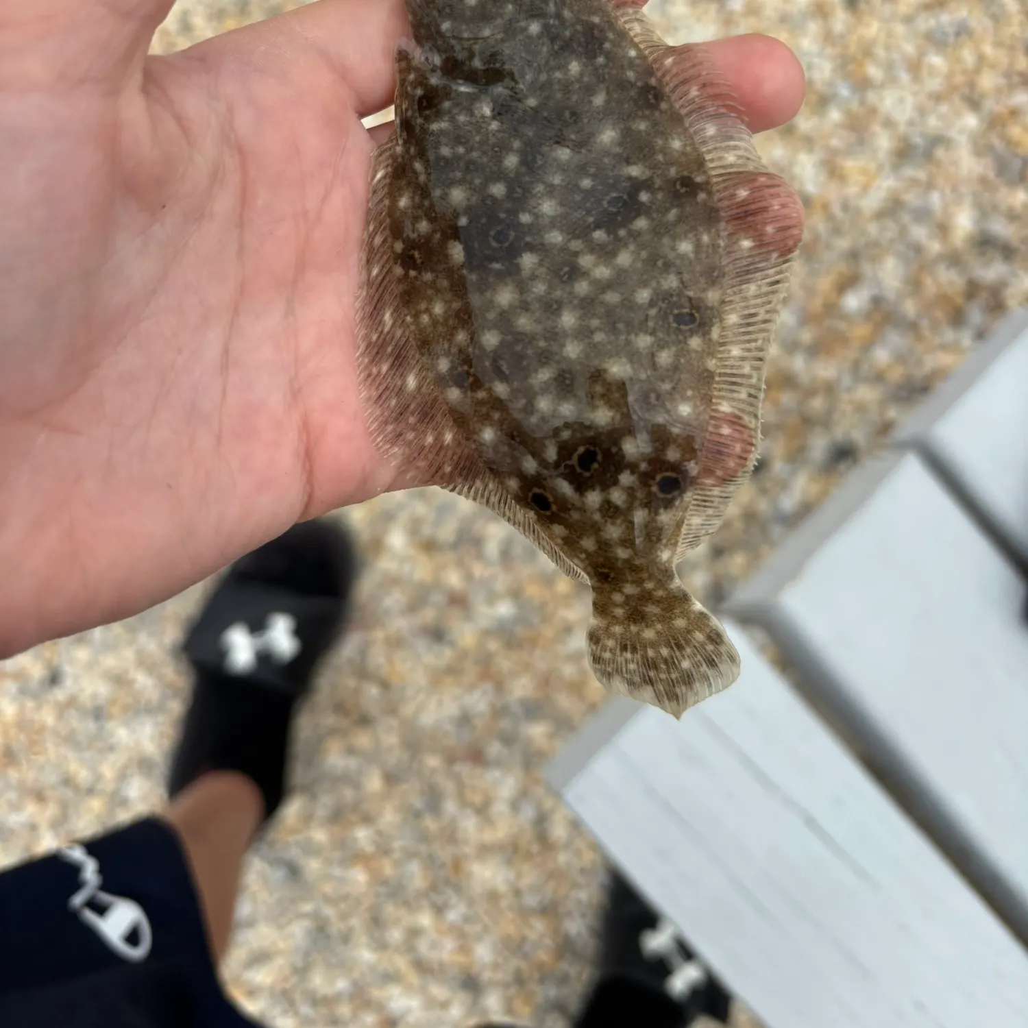 The most recent Southern flounder catches on Fishbrain