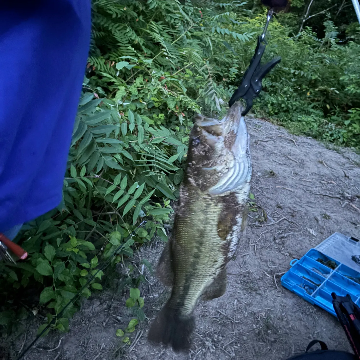 angler catch