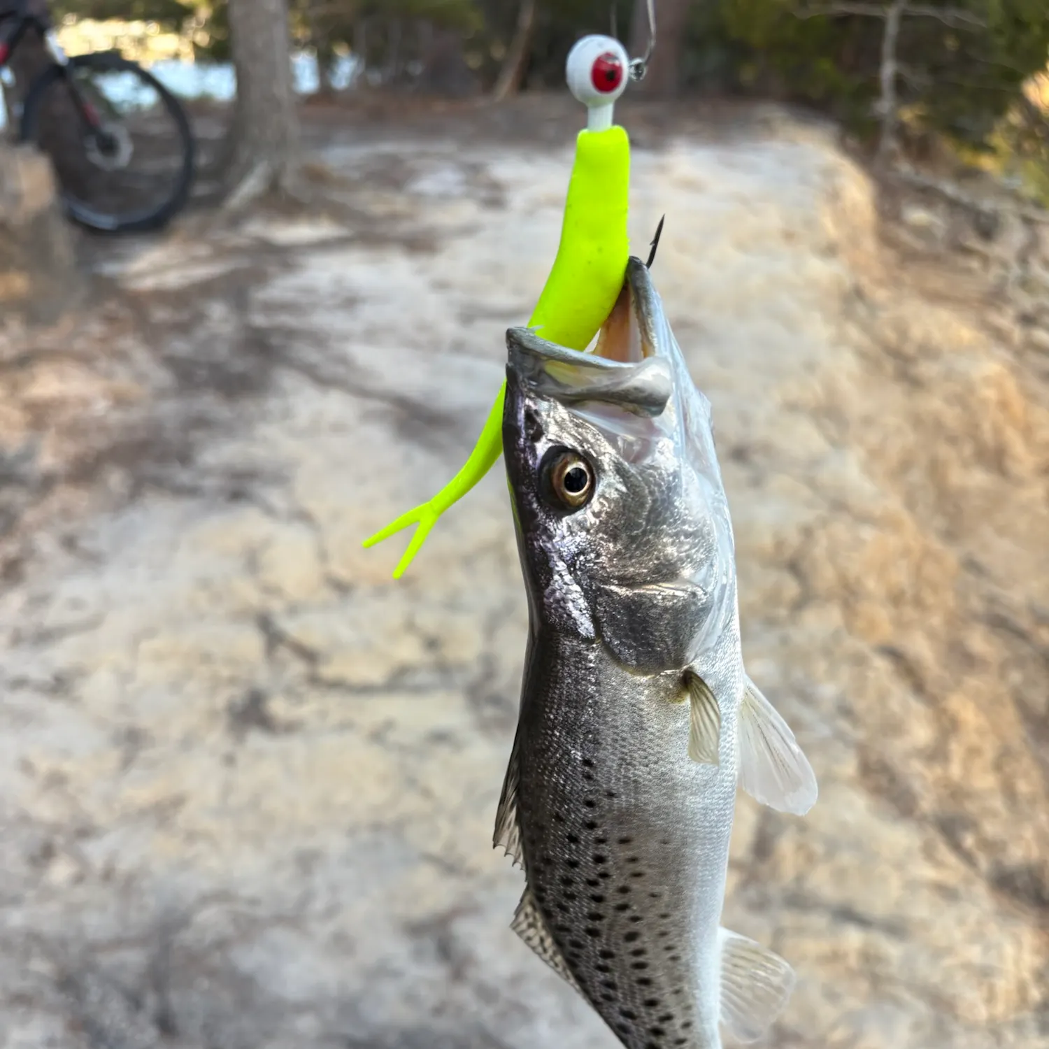 Spotted seatrout caught on Fishbrain