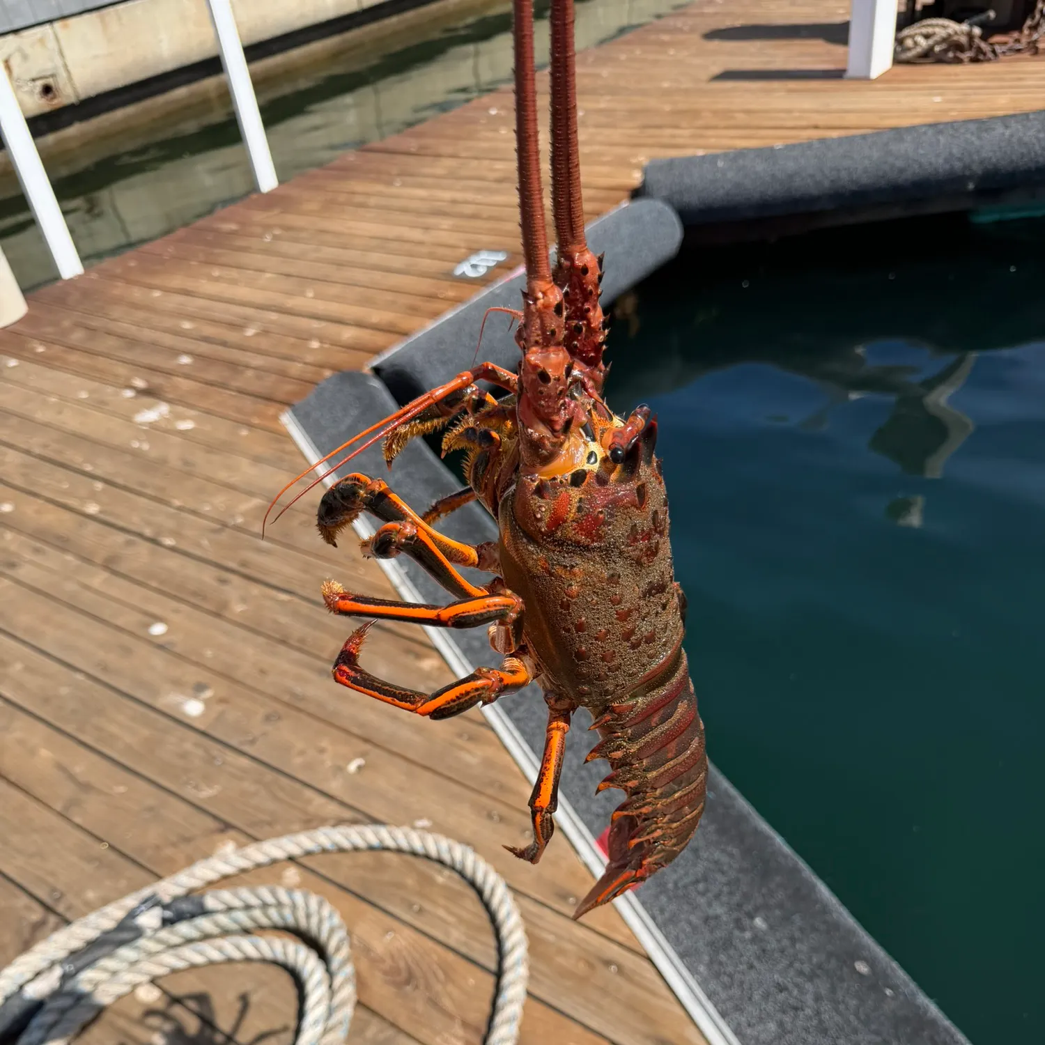 California spiny lobster caught on Fishbrain