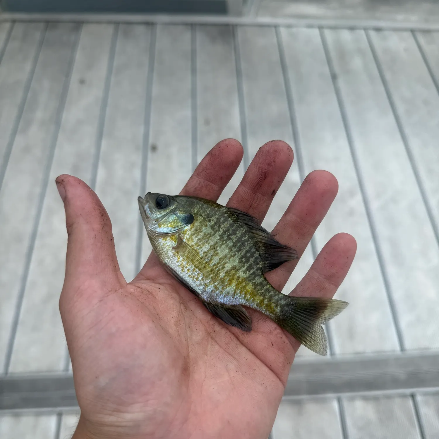 Bluegill caught on Fishbrain