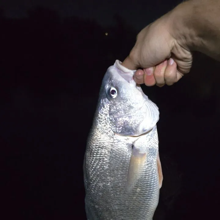 Freshwater drum caught on Fishbrain