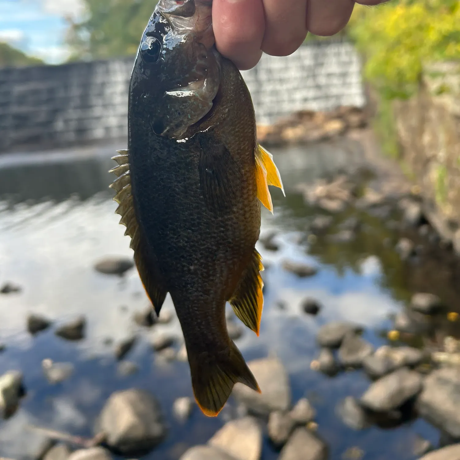 Green sunfish caught on Fishbrain