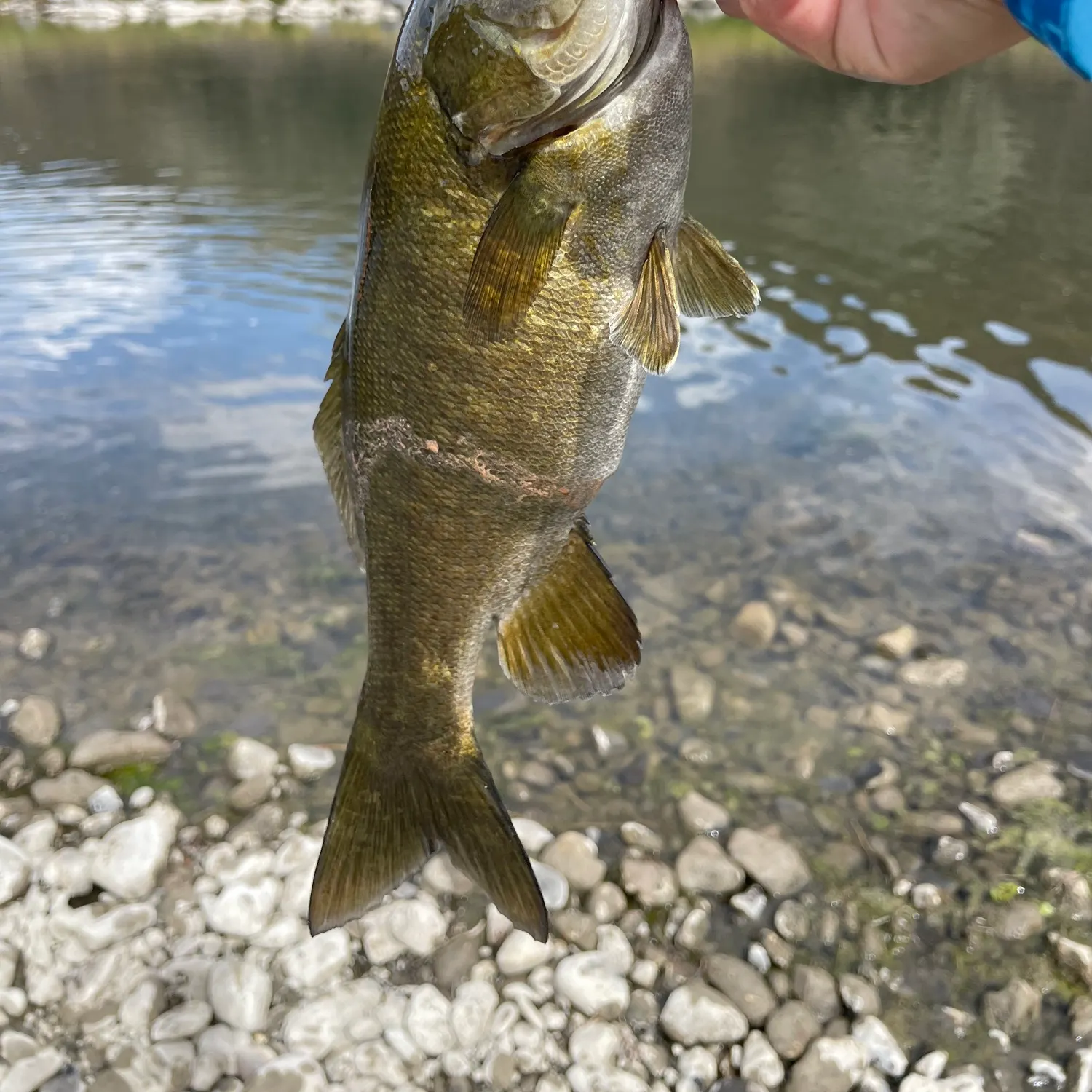 Smallmouth bass caught on Fishbrain