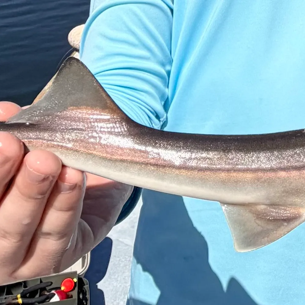 The most recent Lemon shark catches on Fishbrain