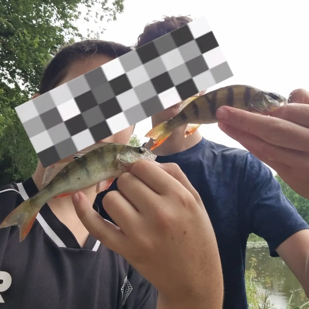 European perch caught on Fishbrain