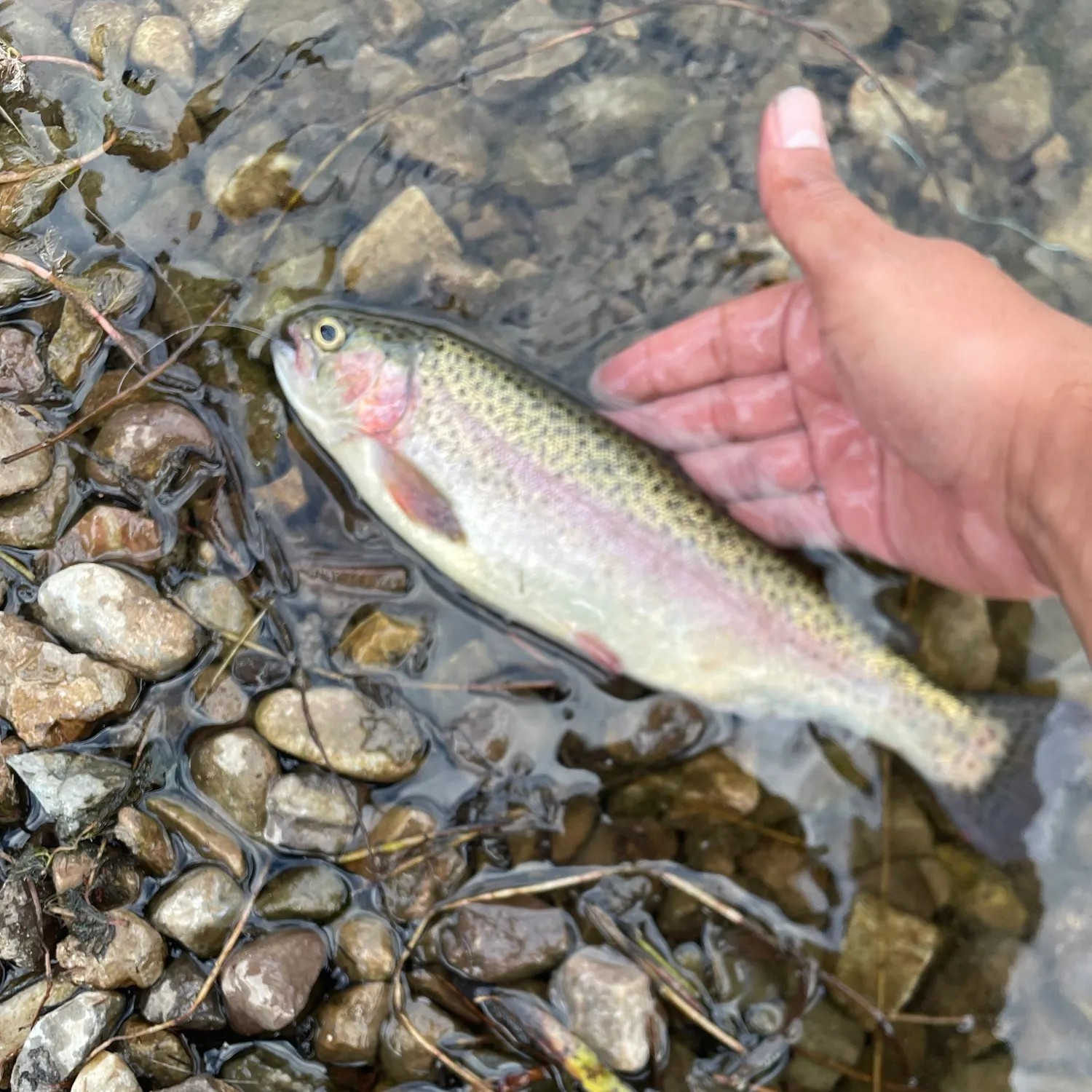 Rainbow trout caught on Fishbrain