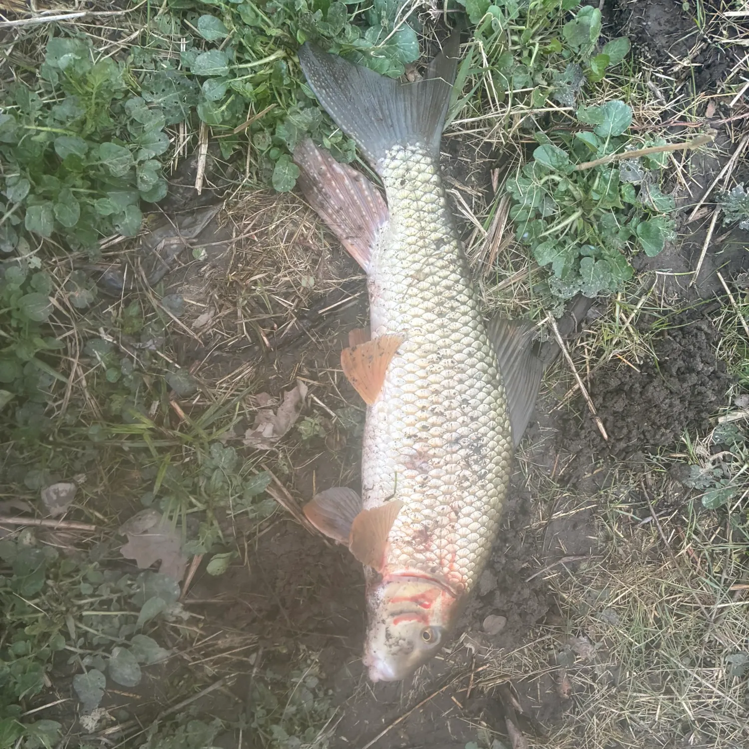 The most recent Silver redhorse catches on Fishbrain