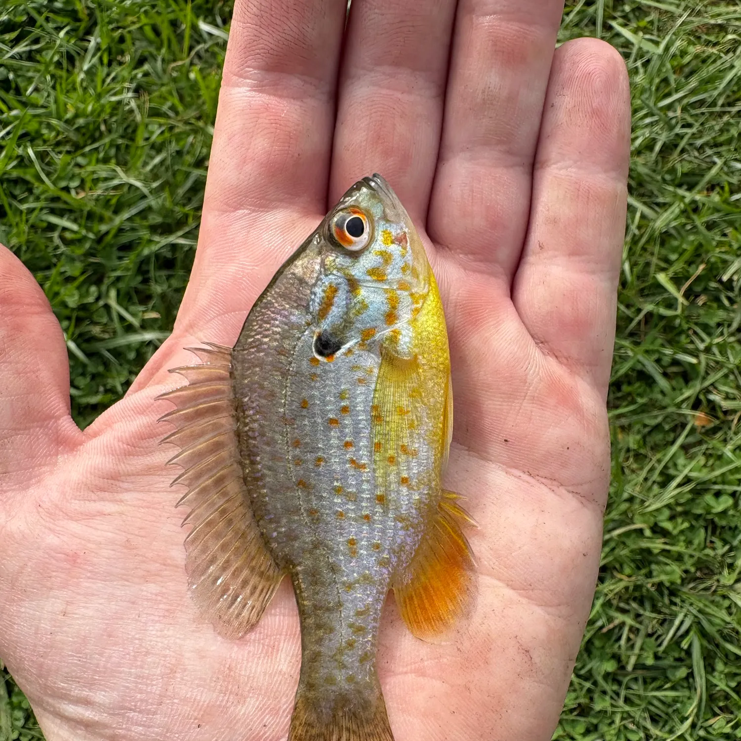 The most recent Orangespotted sunfish catches on Fishbrain