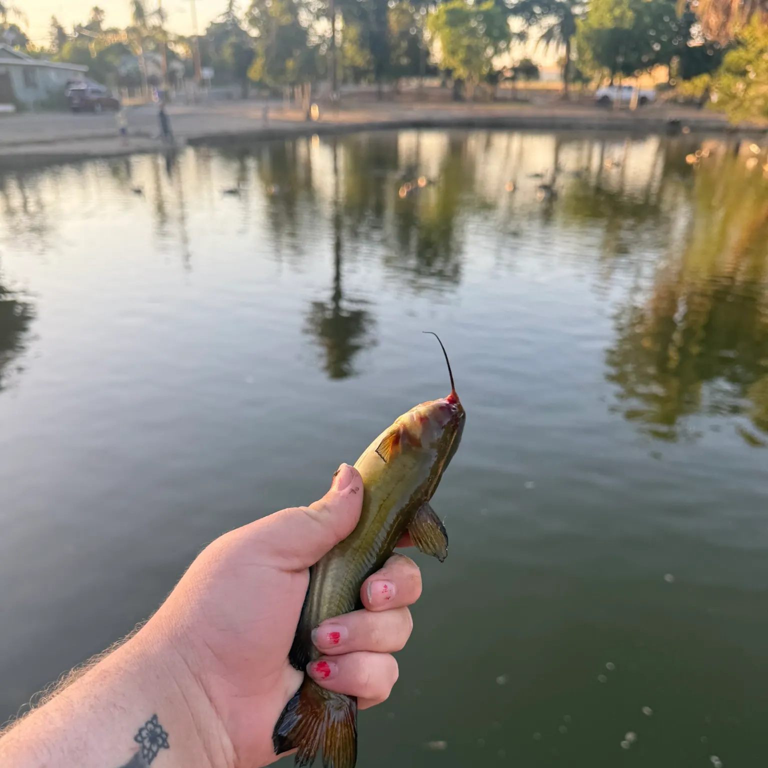 catch
