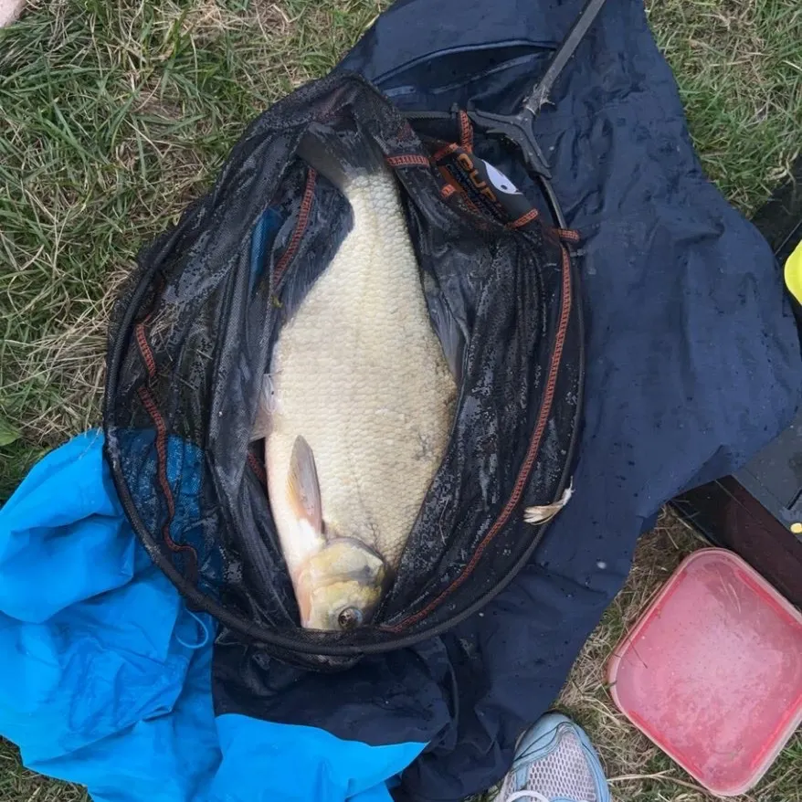 Common bream caught on Fishbrain