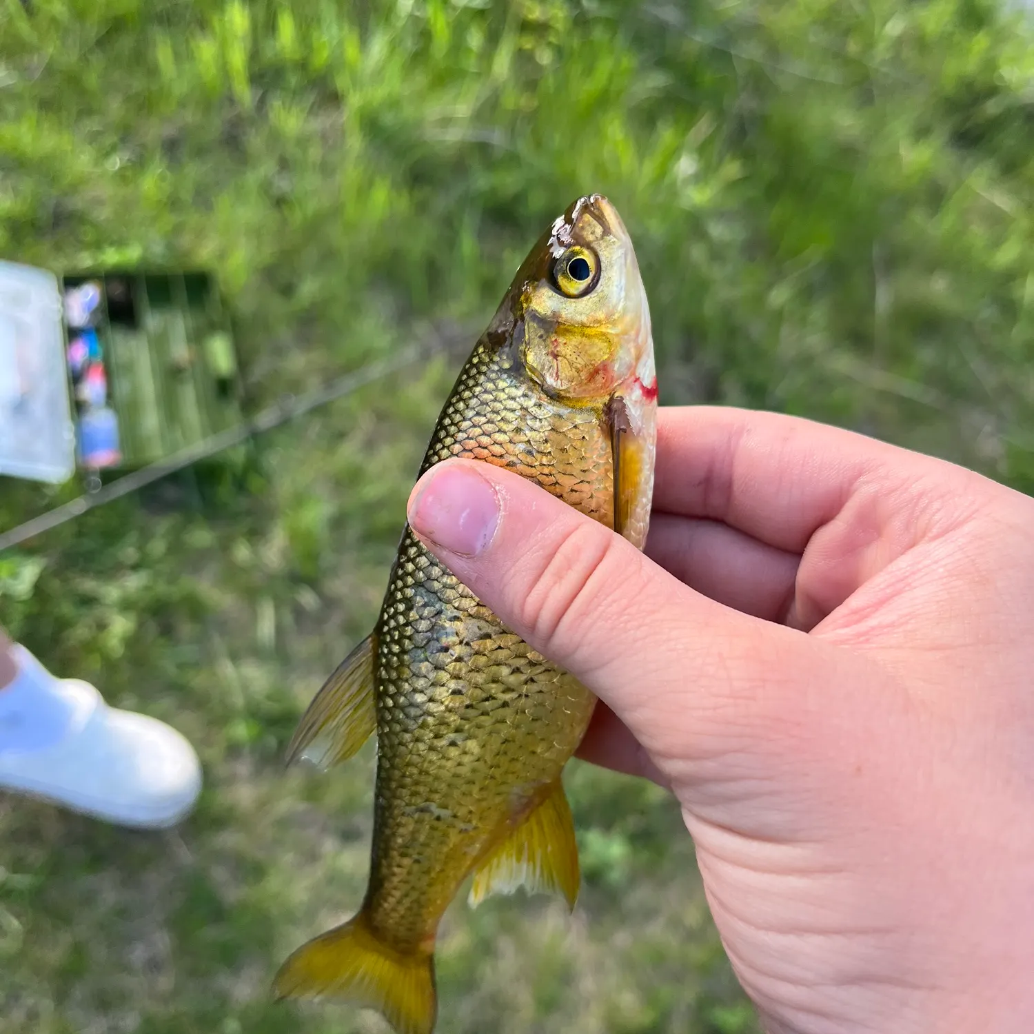 Golden shiner caught on Fishbrain