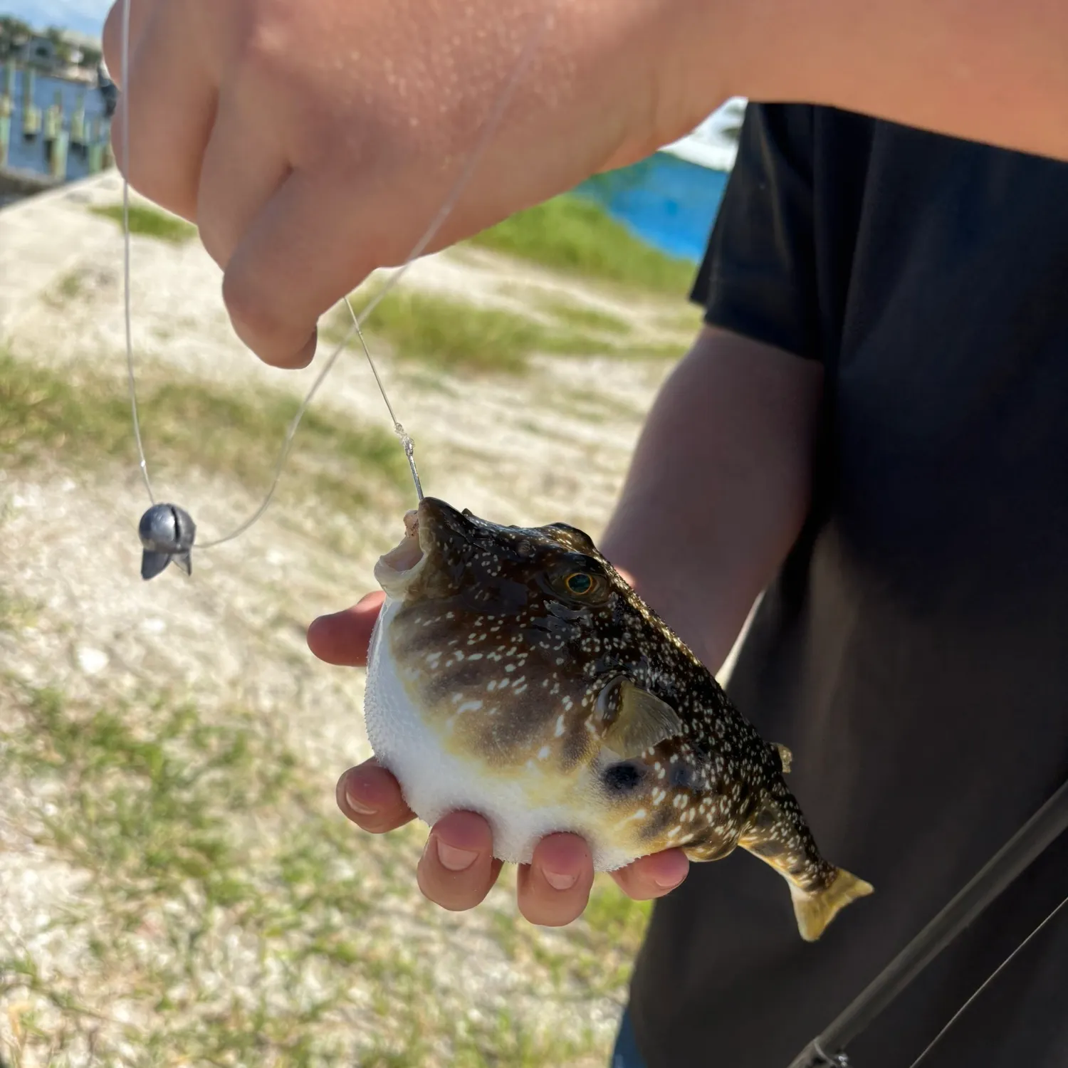 Southern puffer caught on Fishbrain