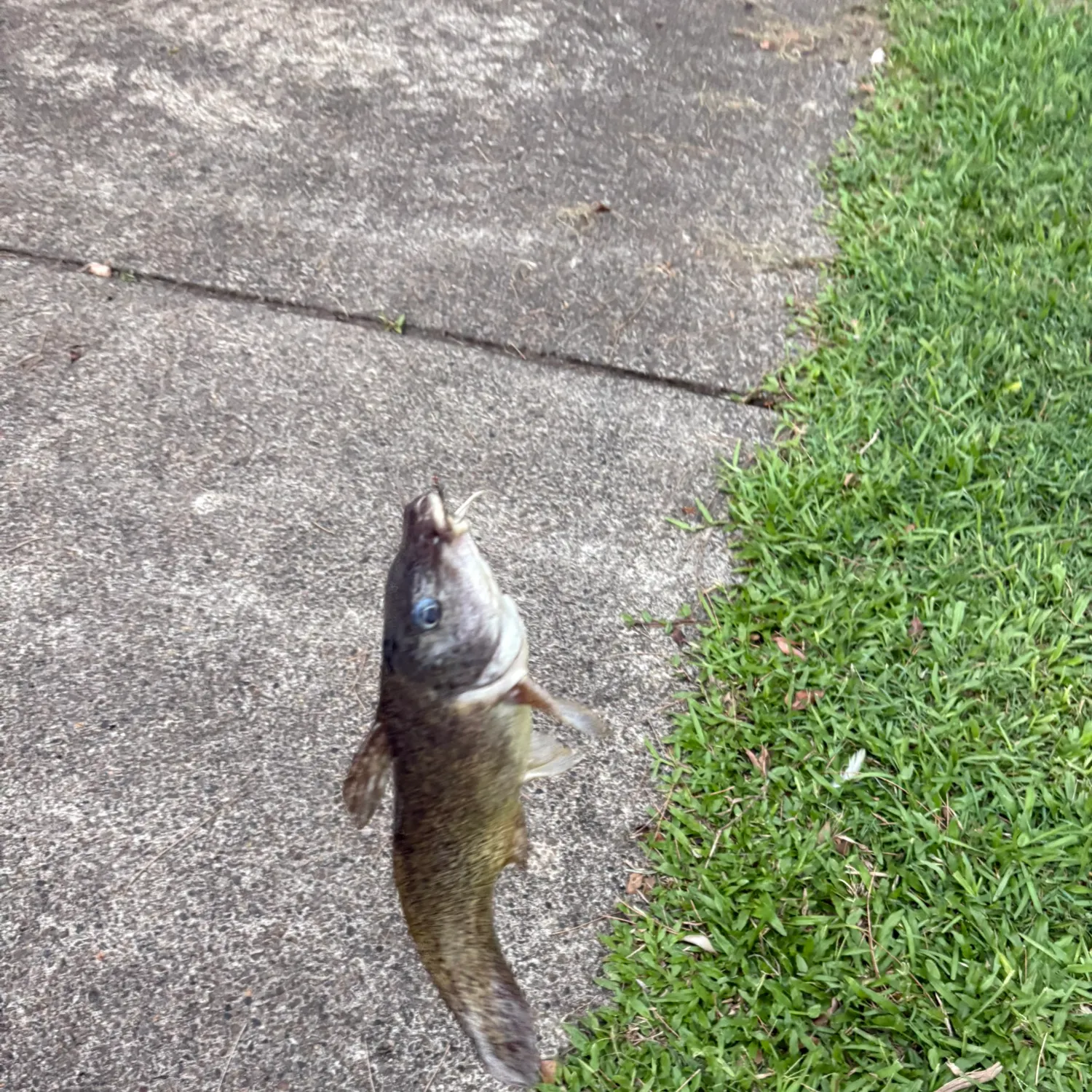 The most recent Dewfish catches on Fishbrain