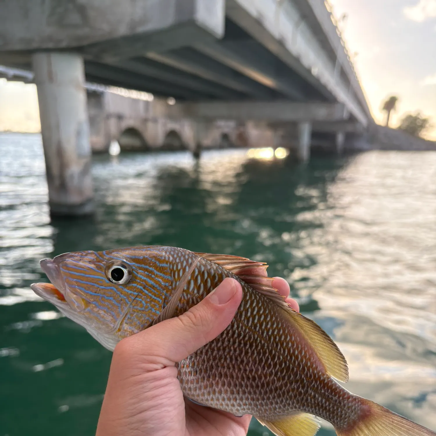 White grunt caught on Fishbrain