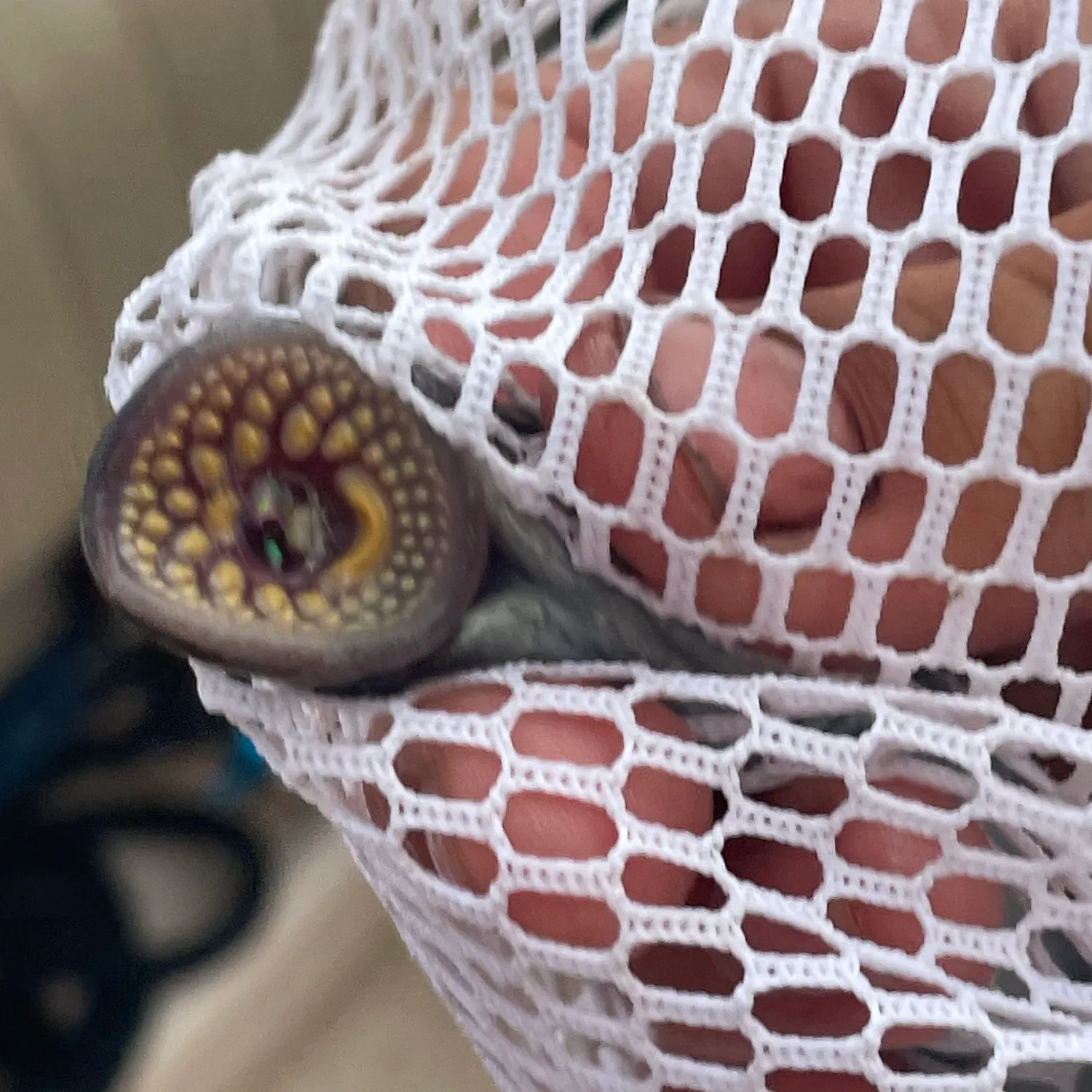 The most recent Sea lamprey catches on Fishbrain