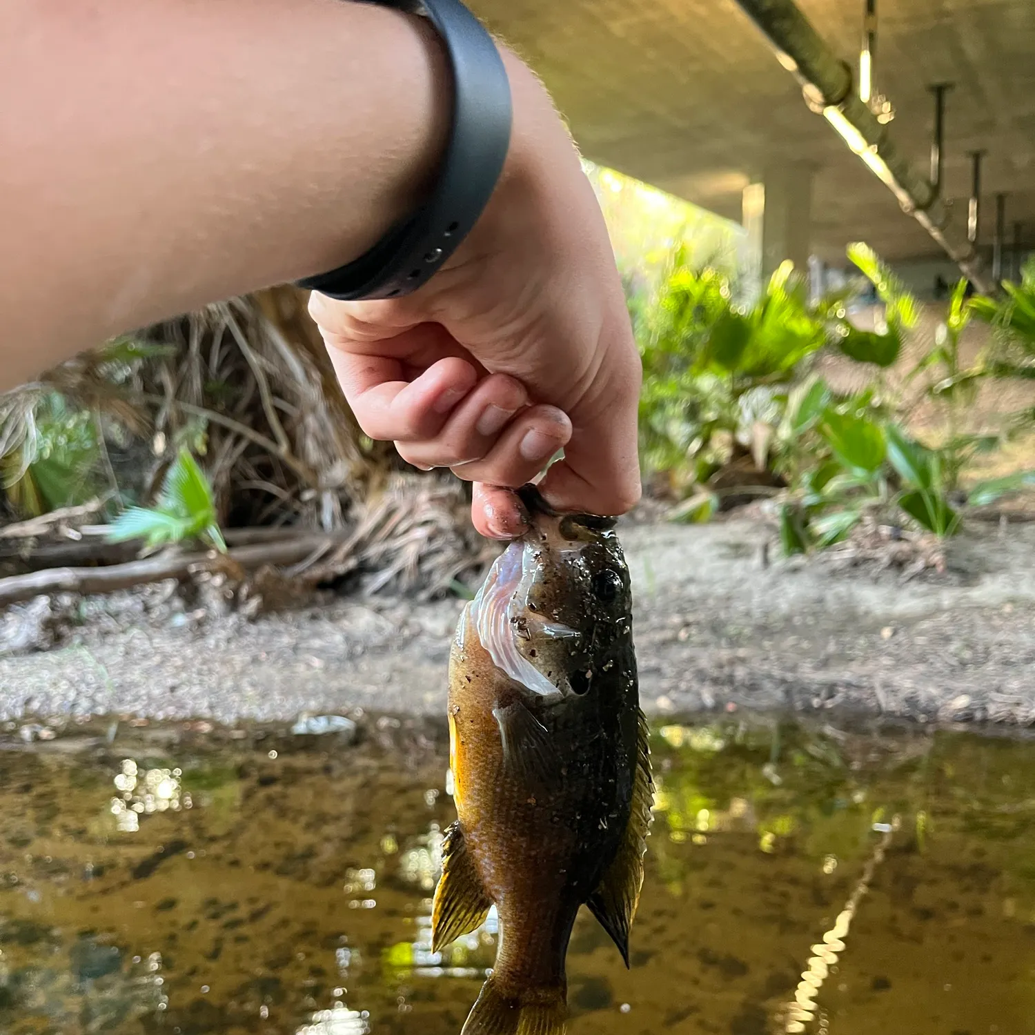 Green sunfish caught on Fishbrain