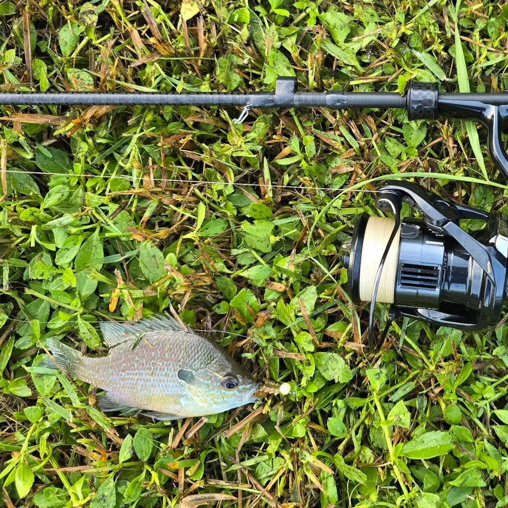 The most recent Plains longear sunfish catches on Fishbrain