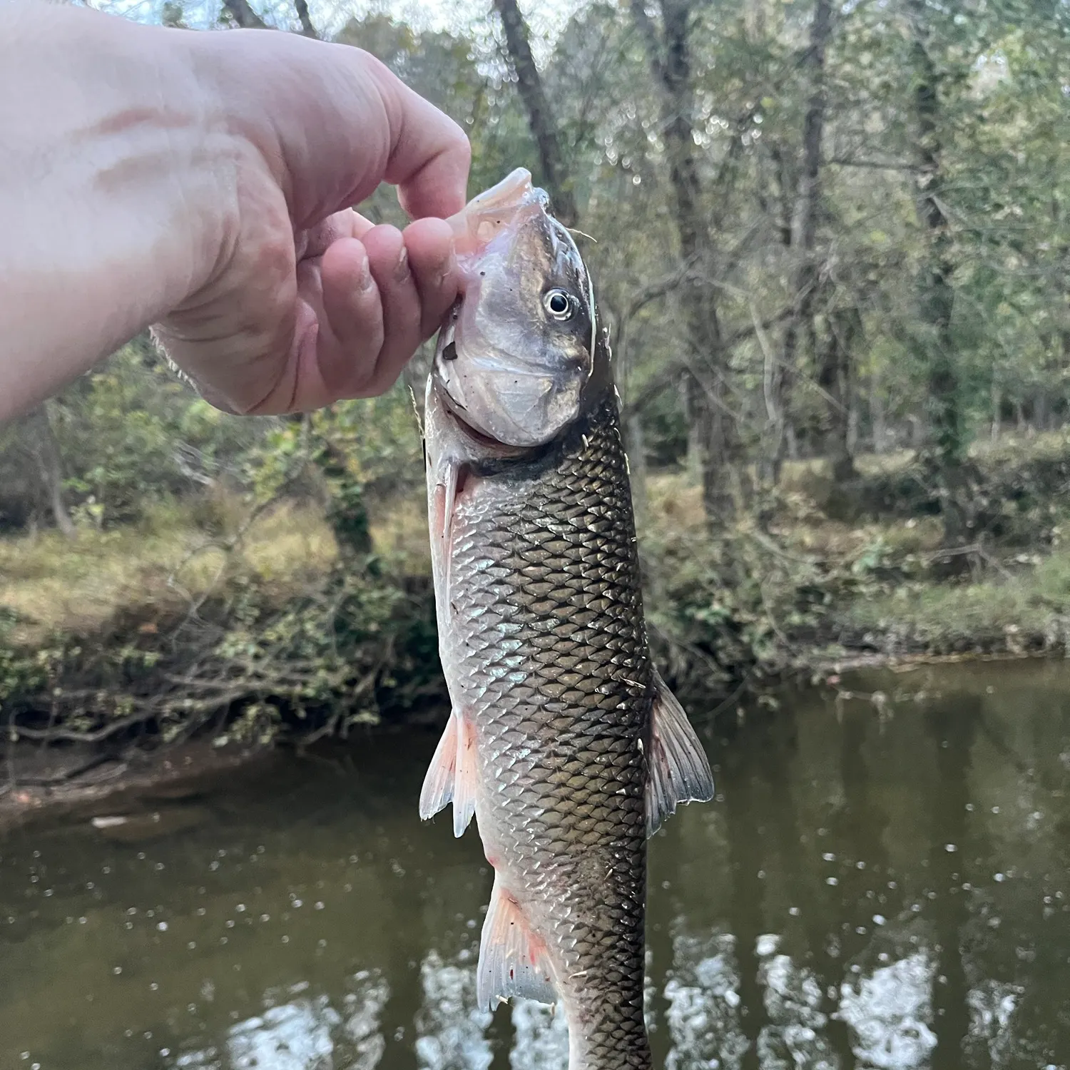 Fallfish caught on Fishbrain