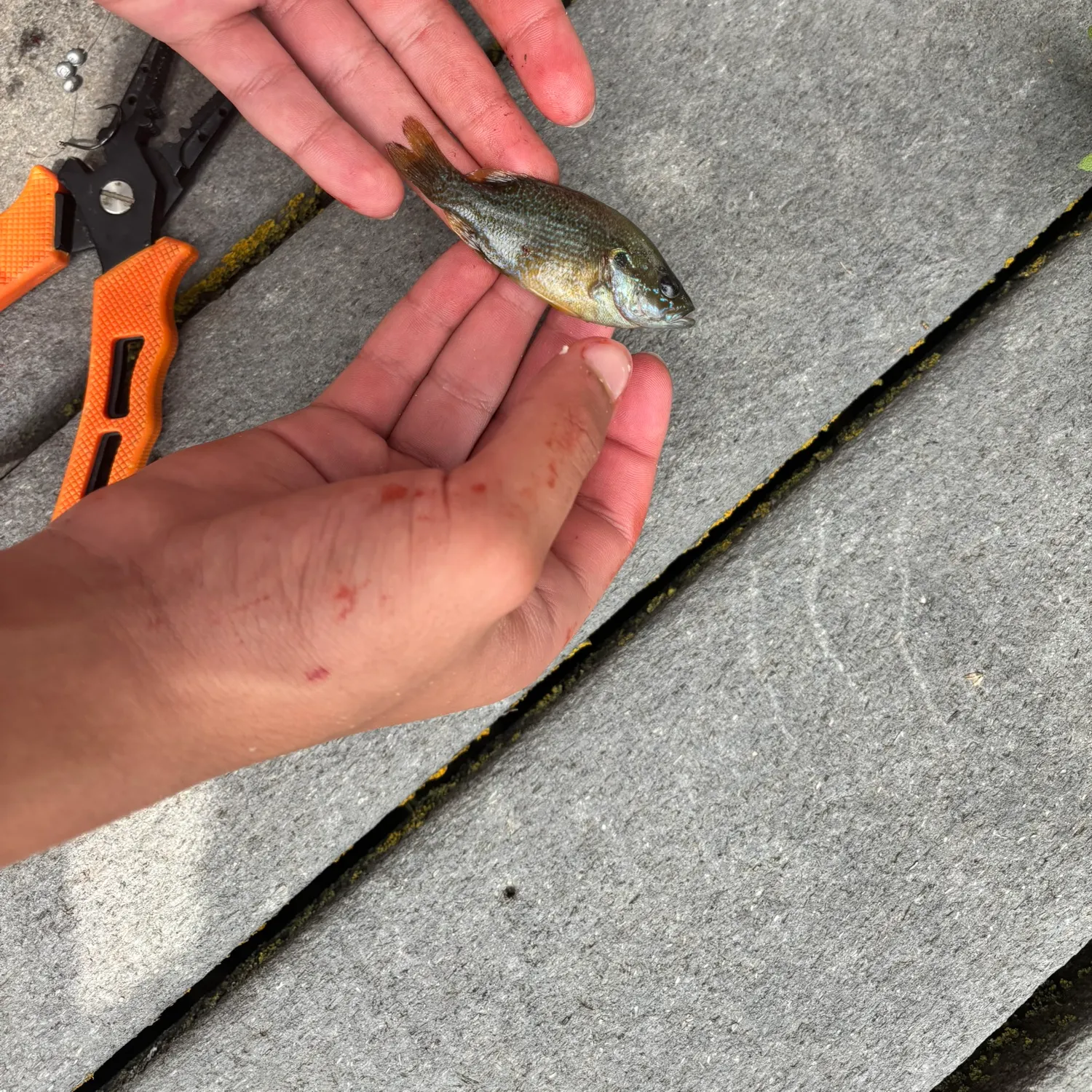 catch