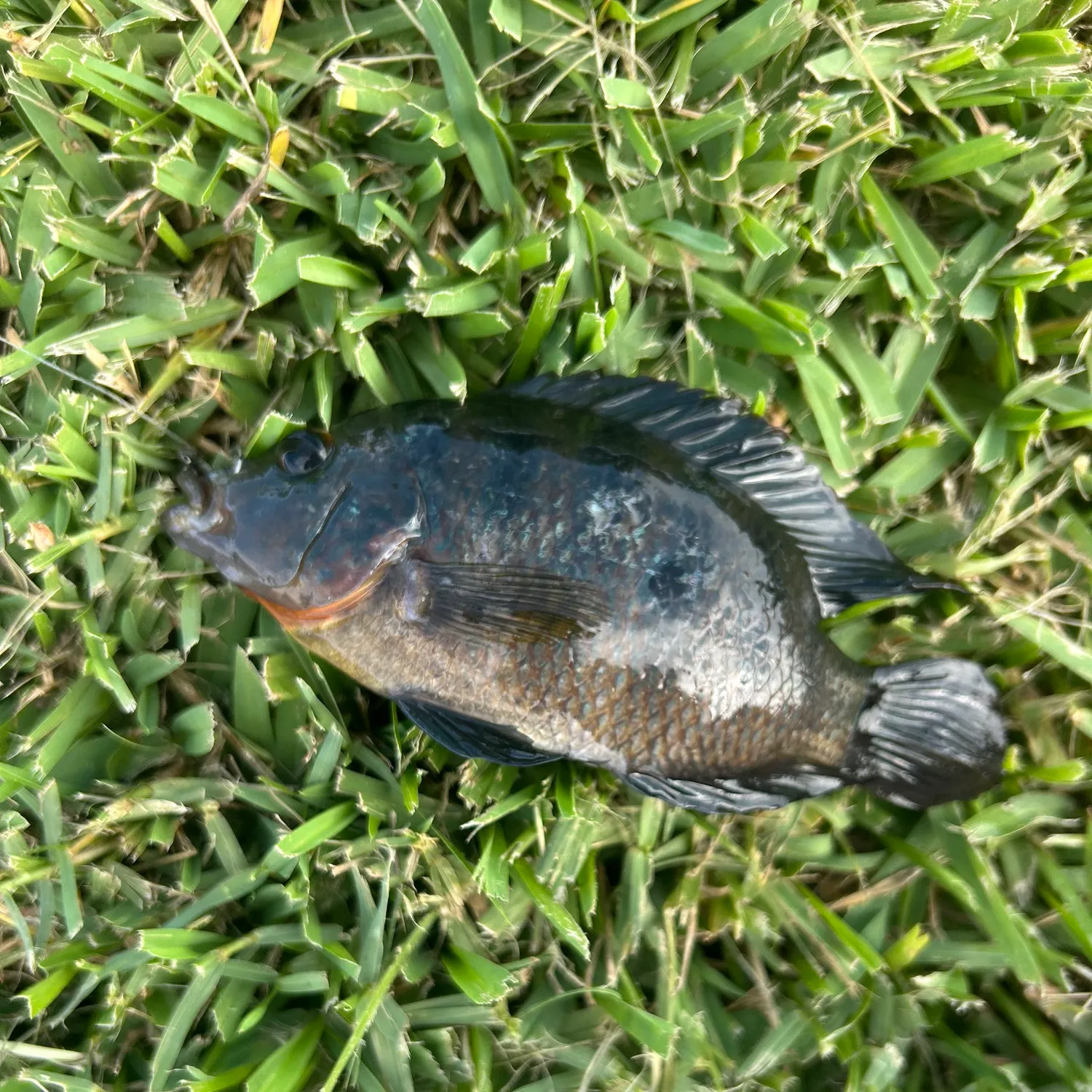 The most recent Mayan cichlid catches on Fishbrain