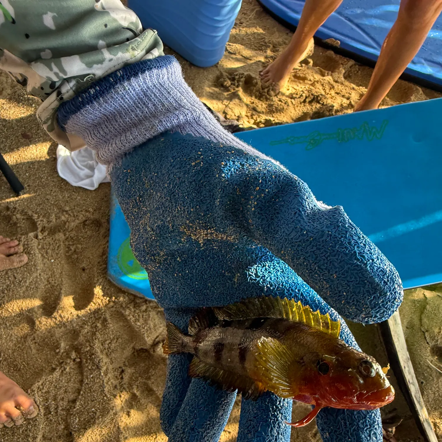 The most recent Golden scorpionfish catches on Fishbrain