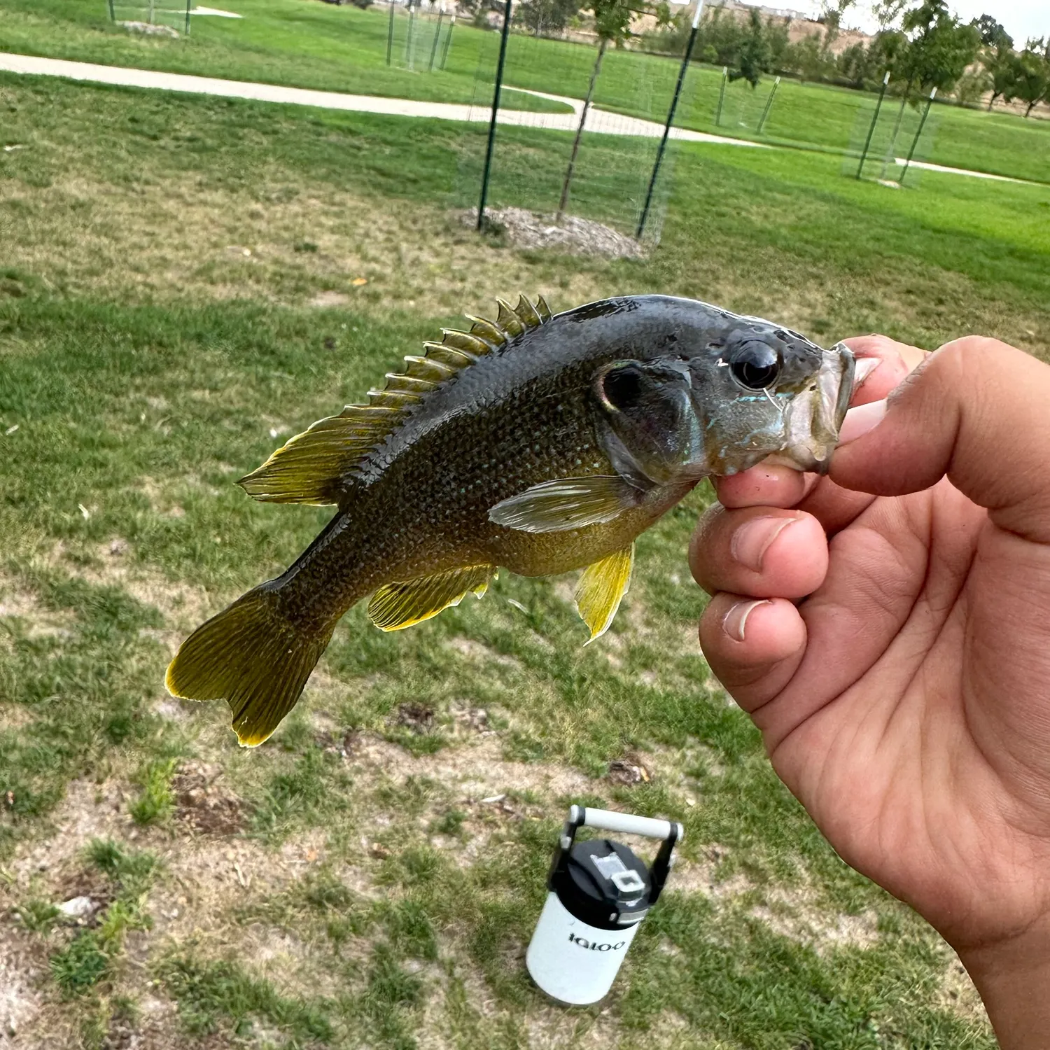Green sunfish caught on Fishbrain