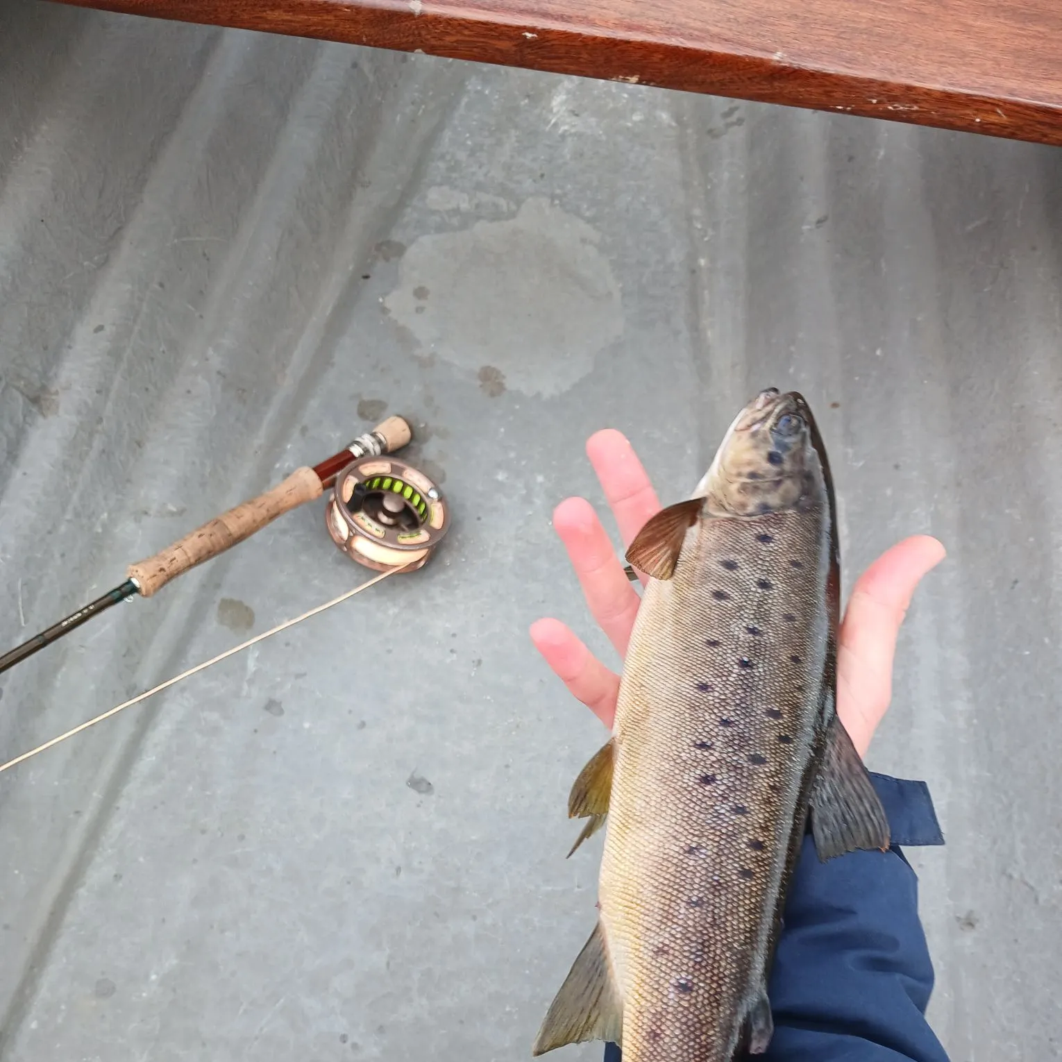 Brown trout caught on Fishbrain