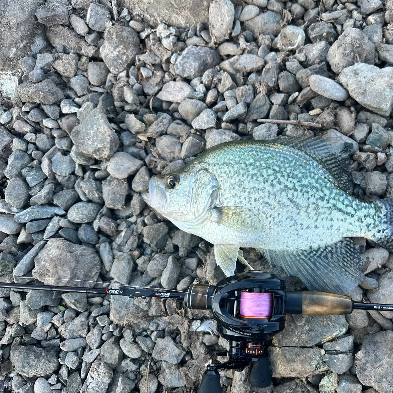 Black crappie caught on Fishbrain