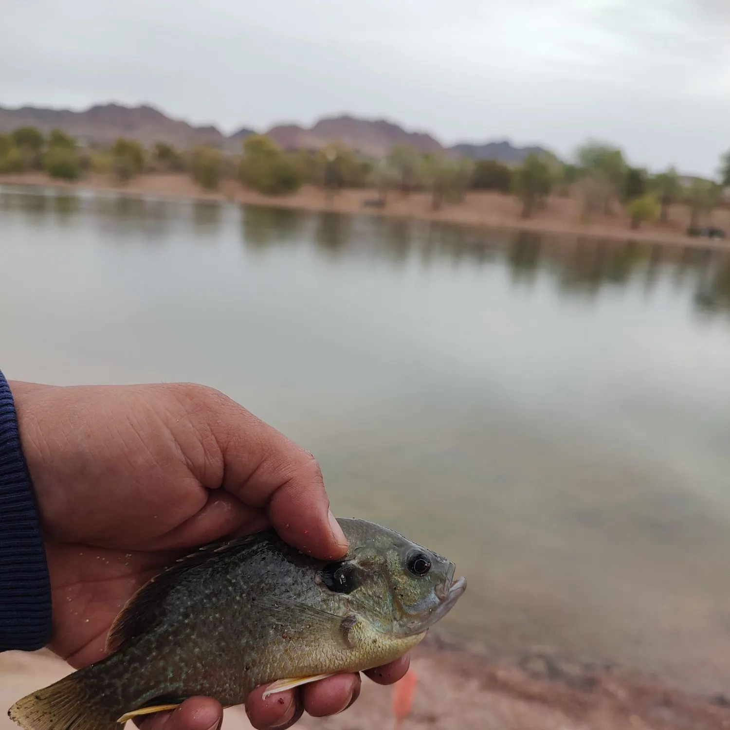 Greengill hybrid caught on Fishbrain