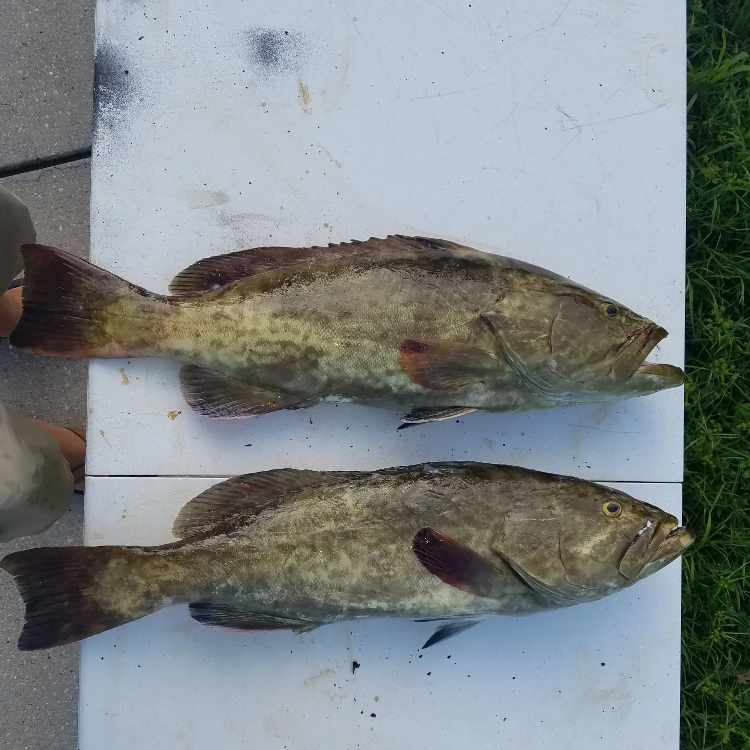 The most recent Gag grouper catches on Fishbrain