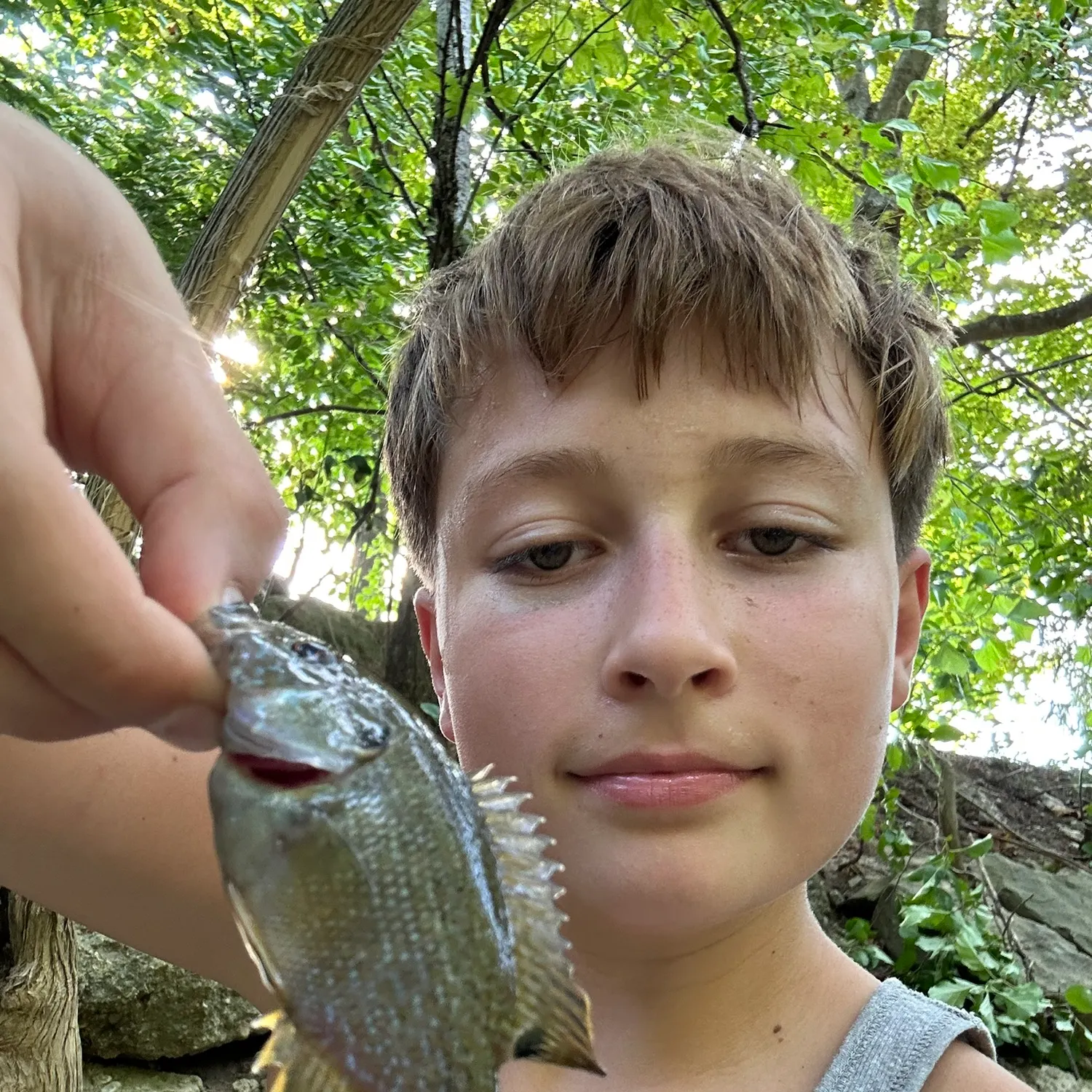 Green sunfish caught on Fishbrain