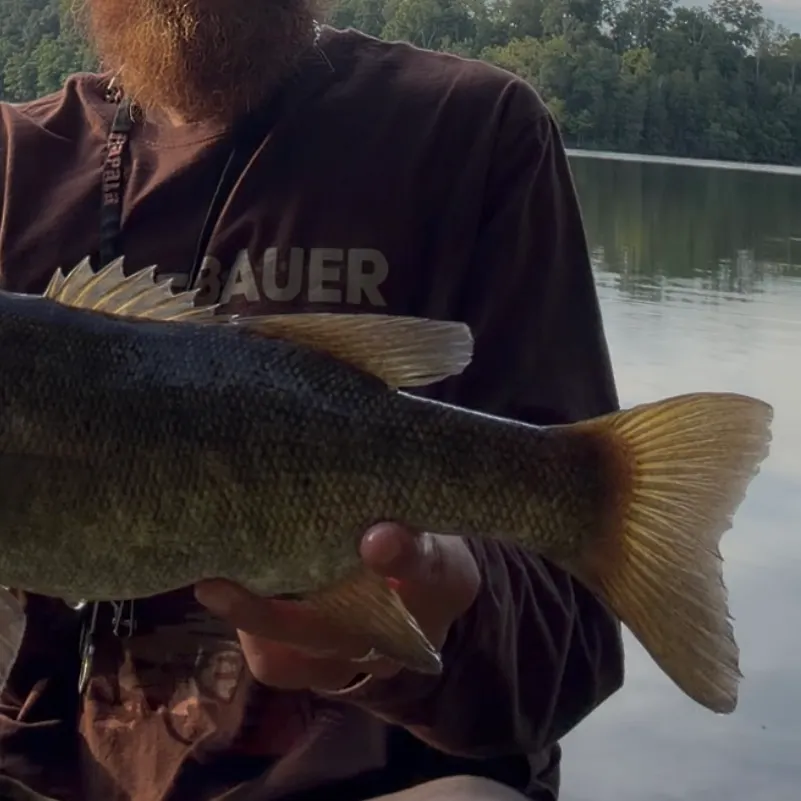 Smallmouth bass caught on Fishbrain