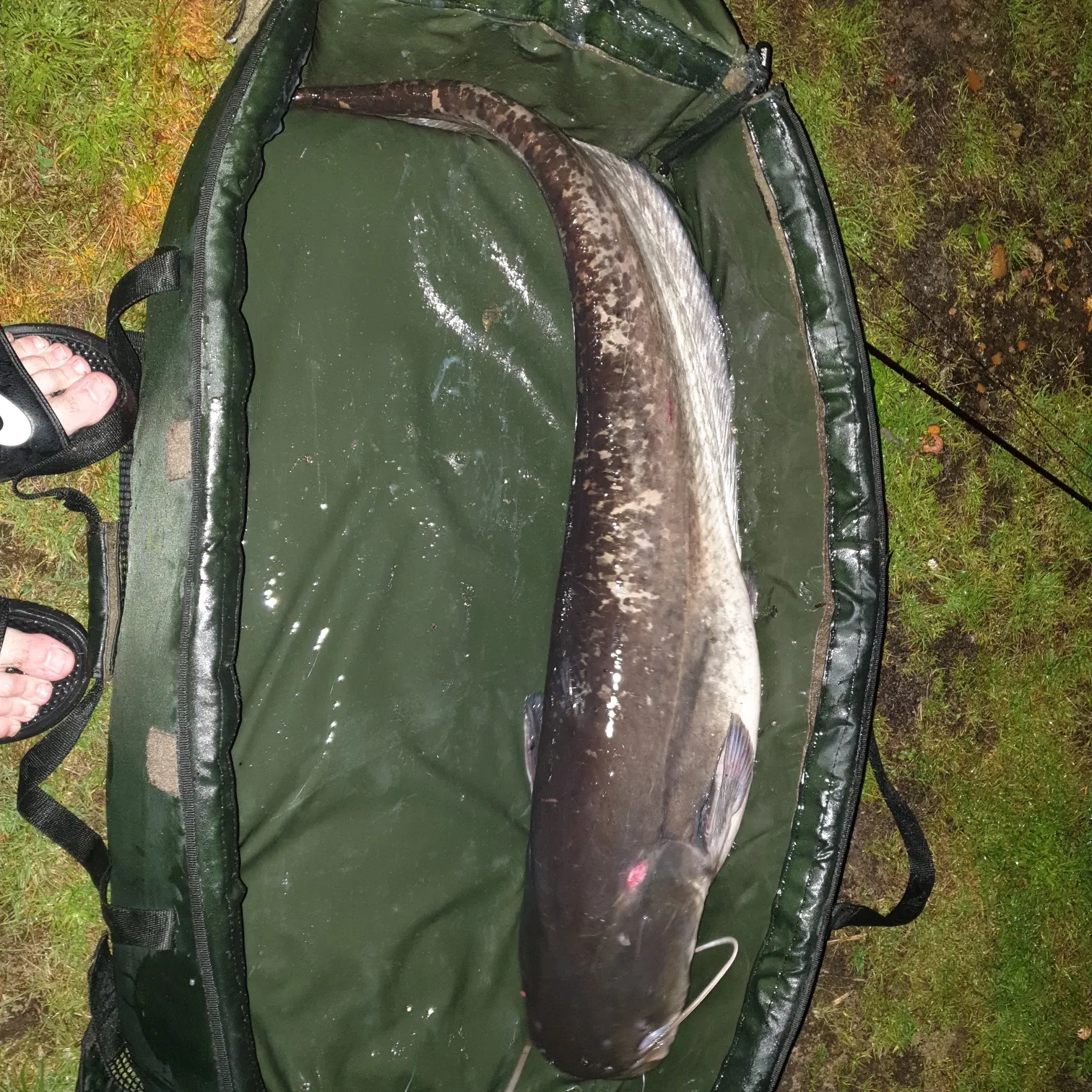 The most recent Wels catfish catches on Fishbrain