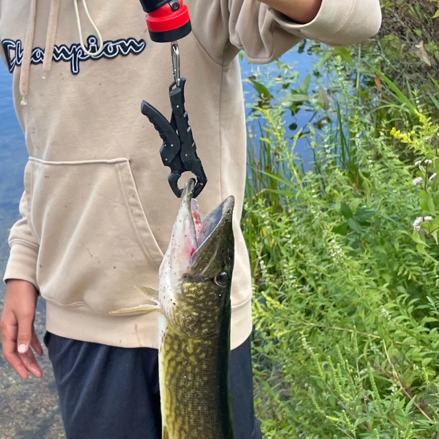 angler catch