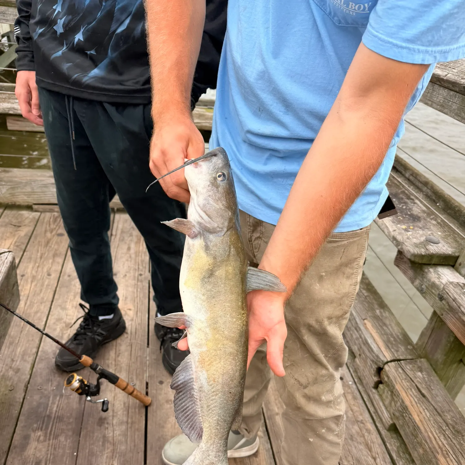 Channel catfish caught on Fishbrain