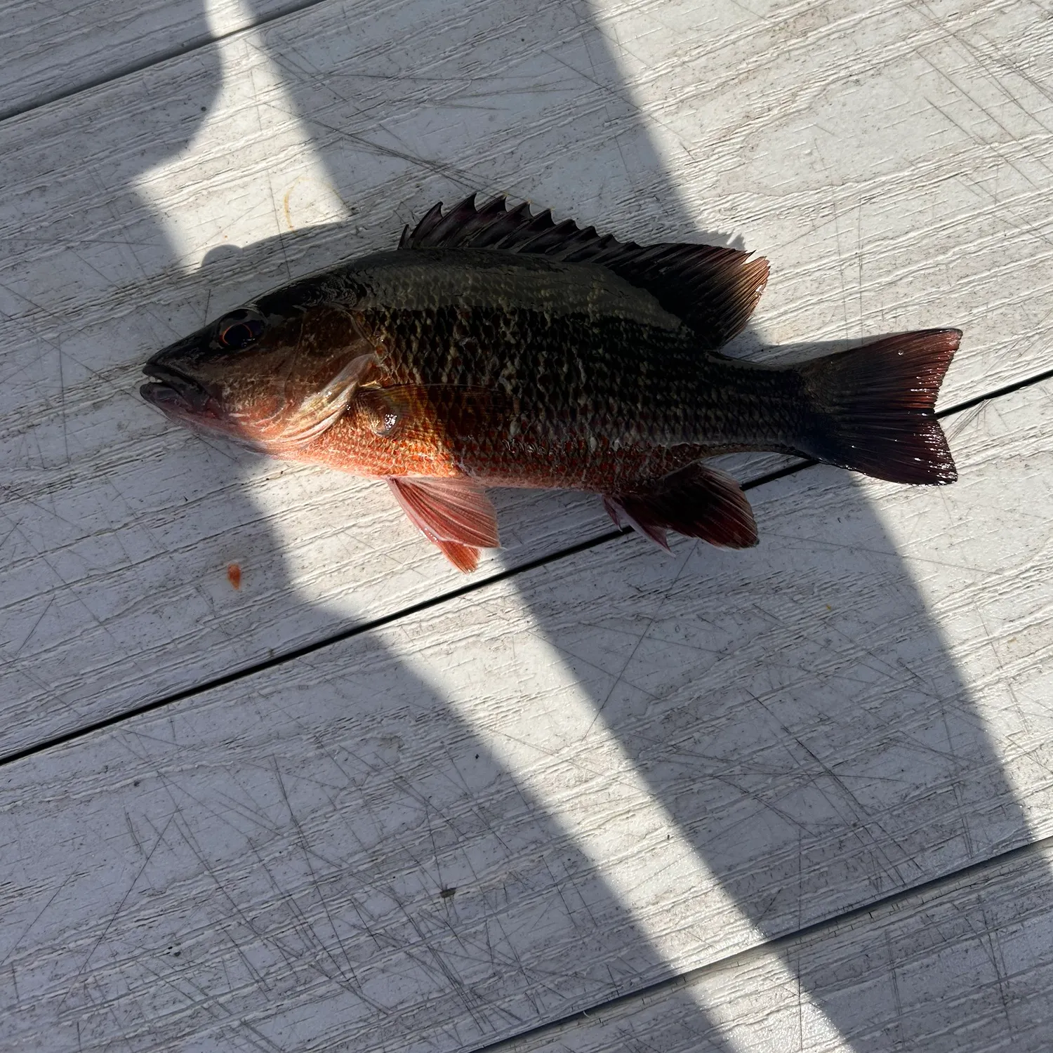 The most recent Mangrove snapper catches on Fishbrain