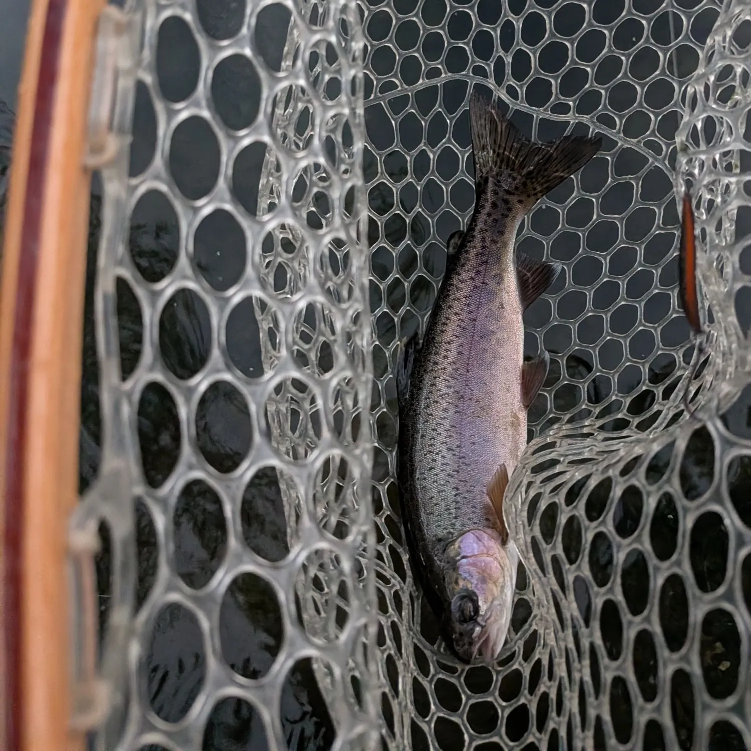 Rainbow trout caught on Fishbrain