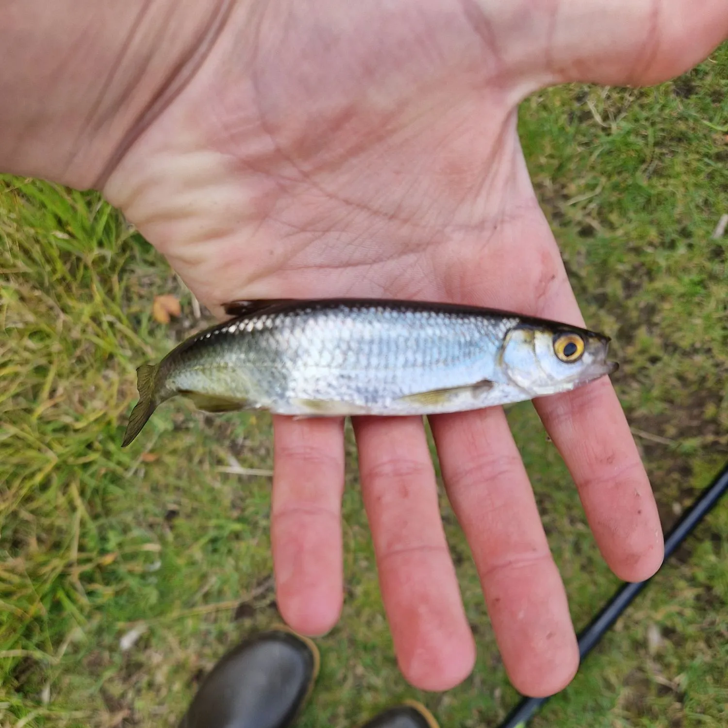 Vendace caught on Fishbrain