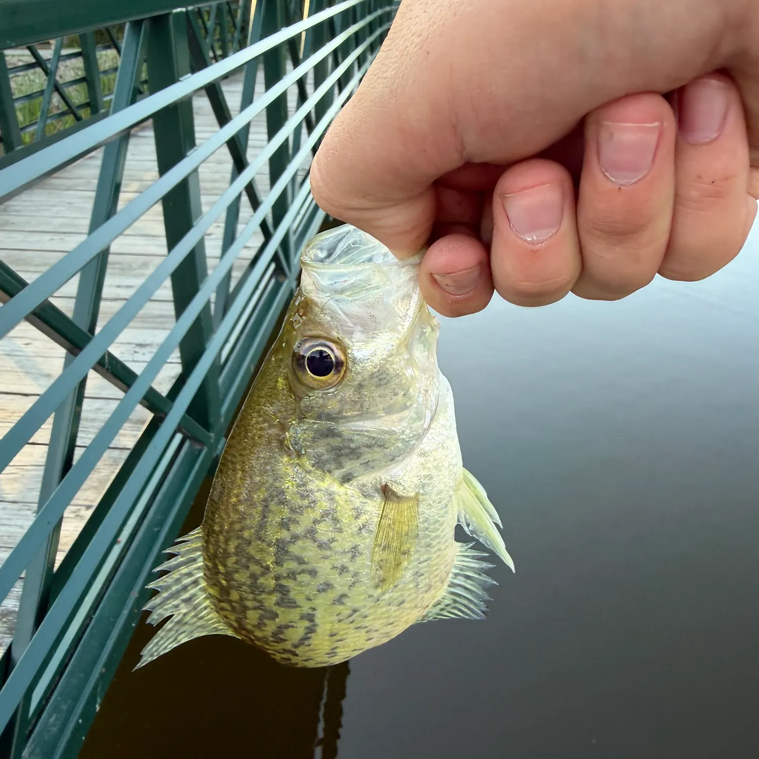 Black crappie caught on Fishbrain