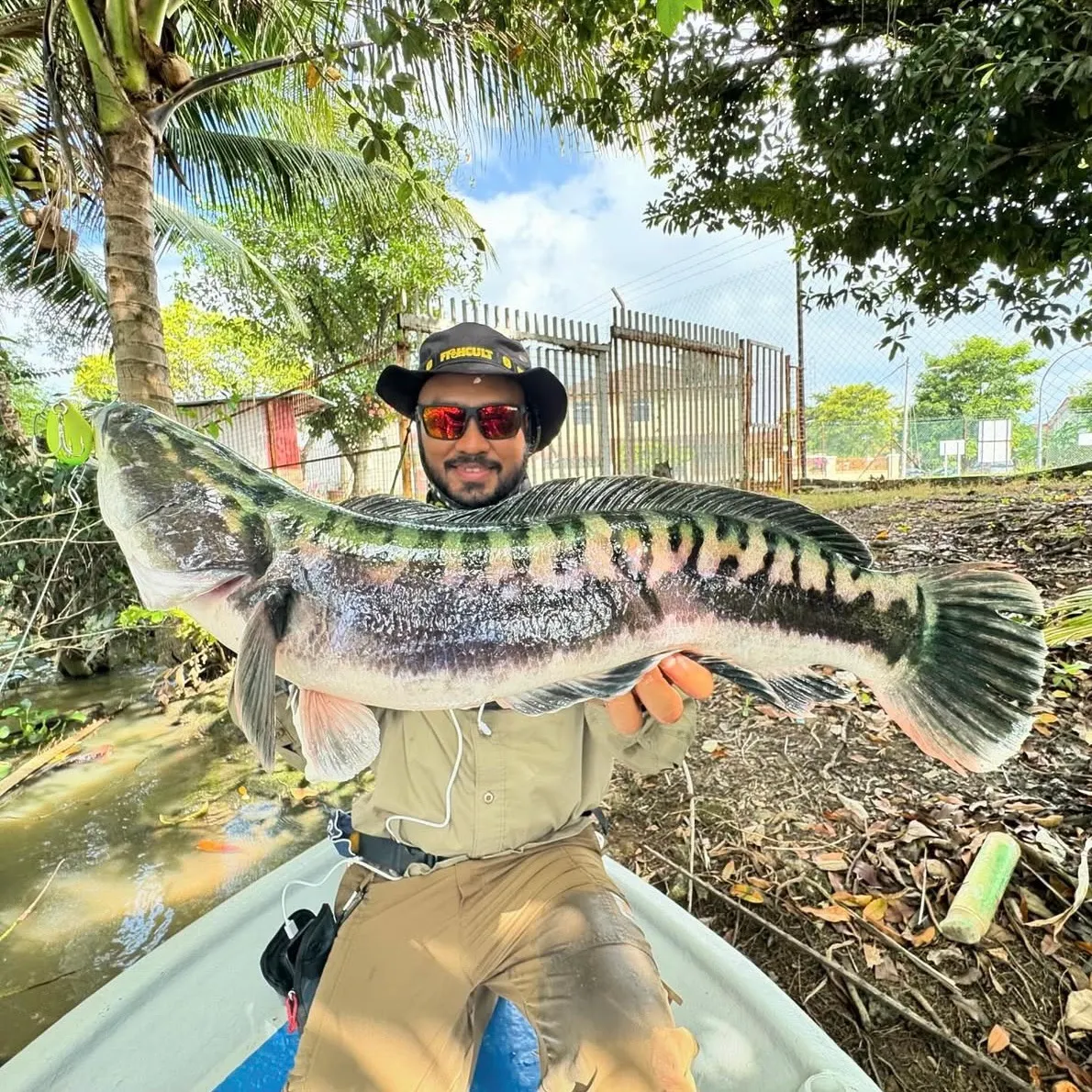 The most recent Indonesian snakehead catches on Fishbrain