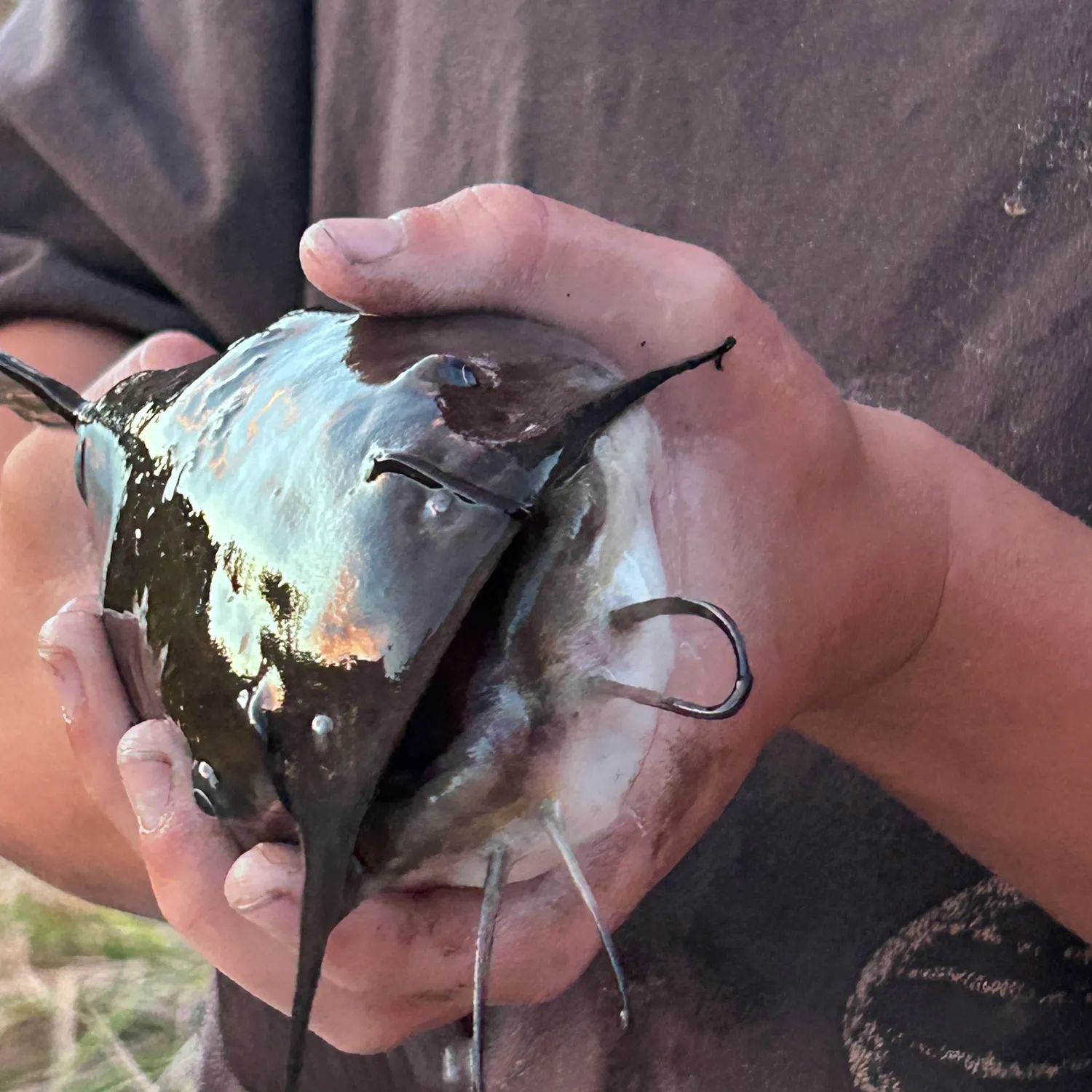 Black bullhead caught on Fishbrain