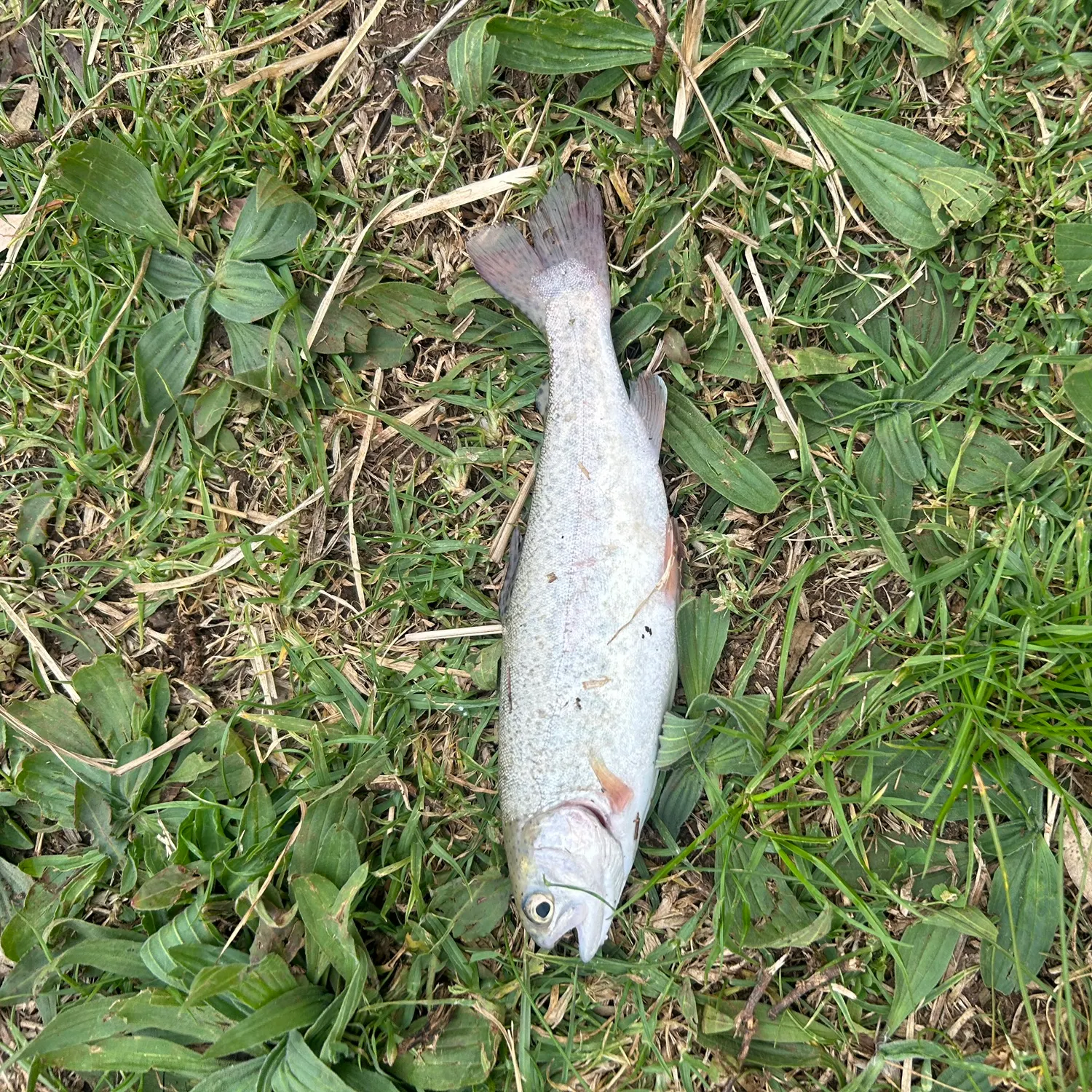 Rainbow trout caught on Fishbrain