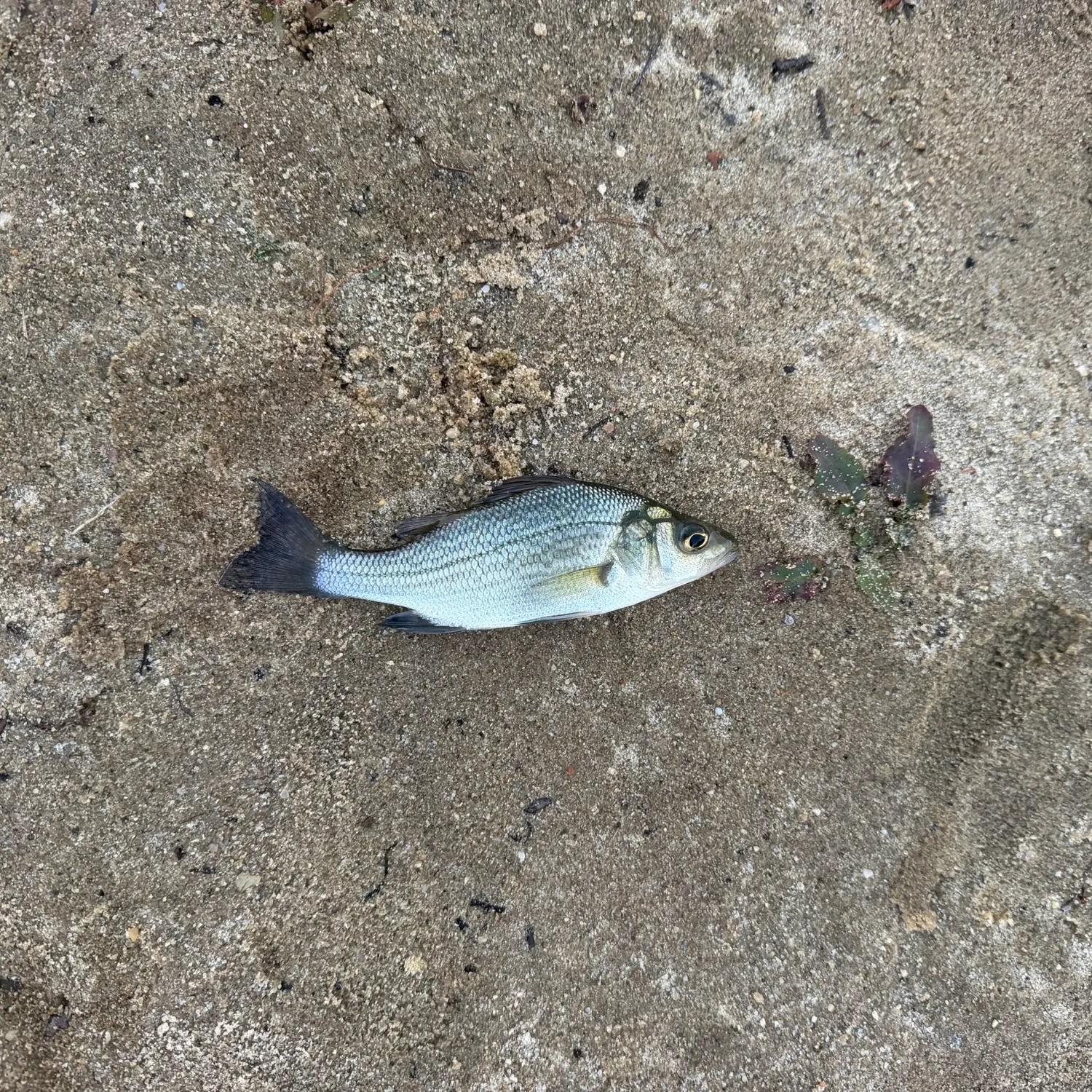 White perch caught on Fishbrain