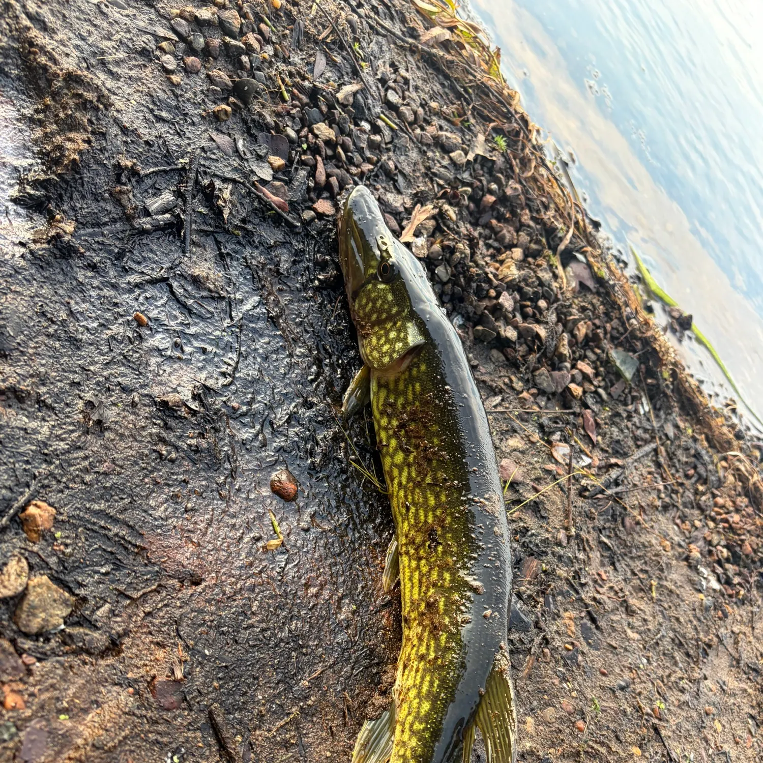 Chain pickerel caught on Fishbrain