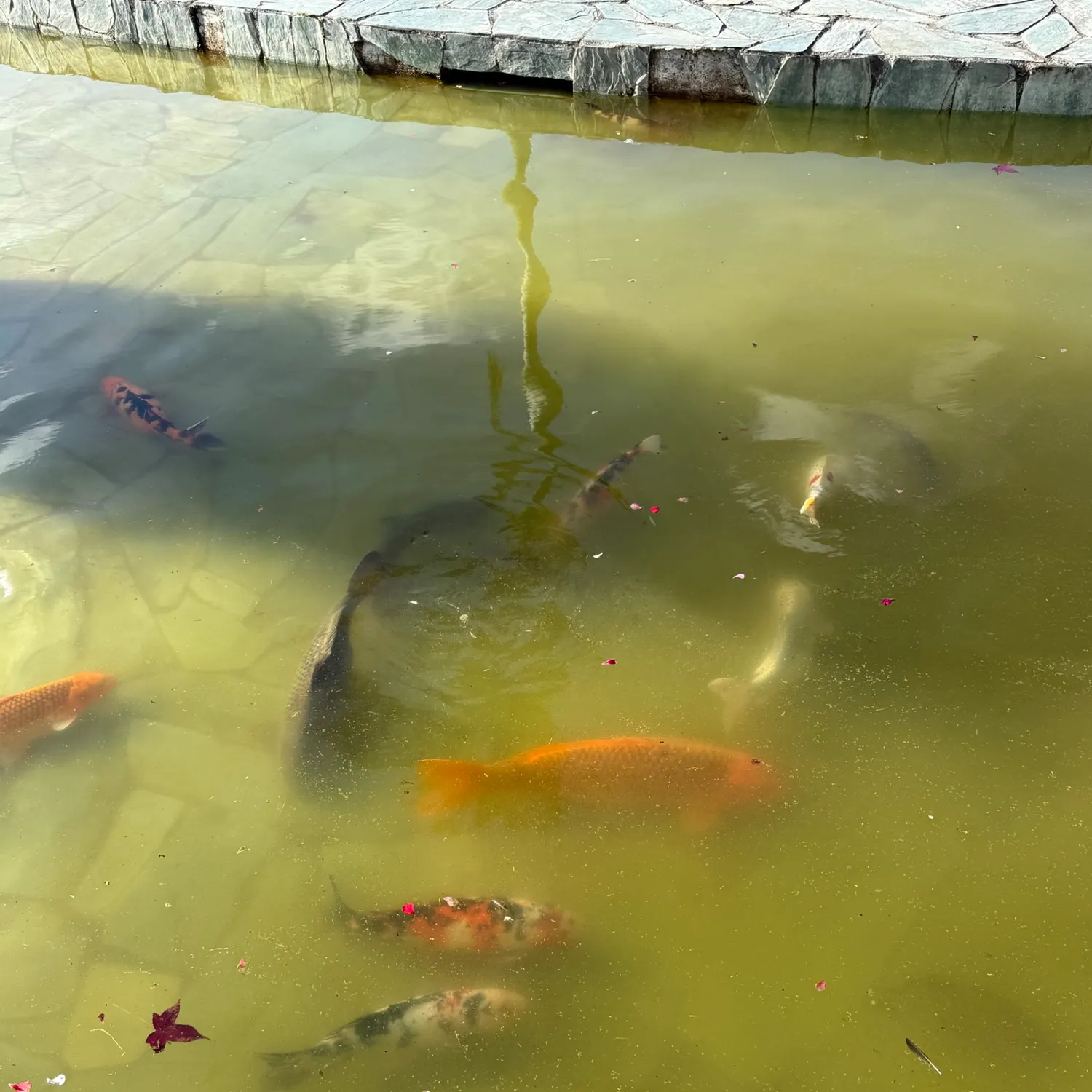 Koi carp caught on Fishbrain